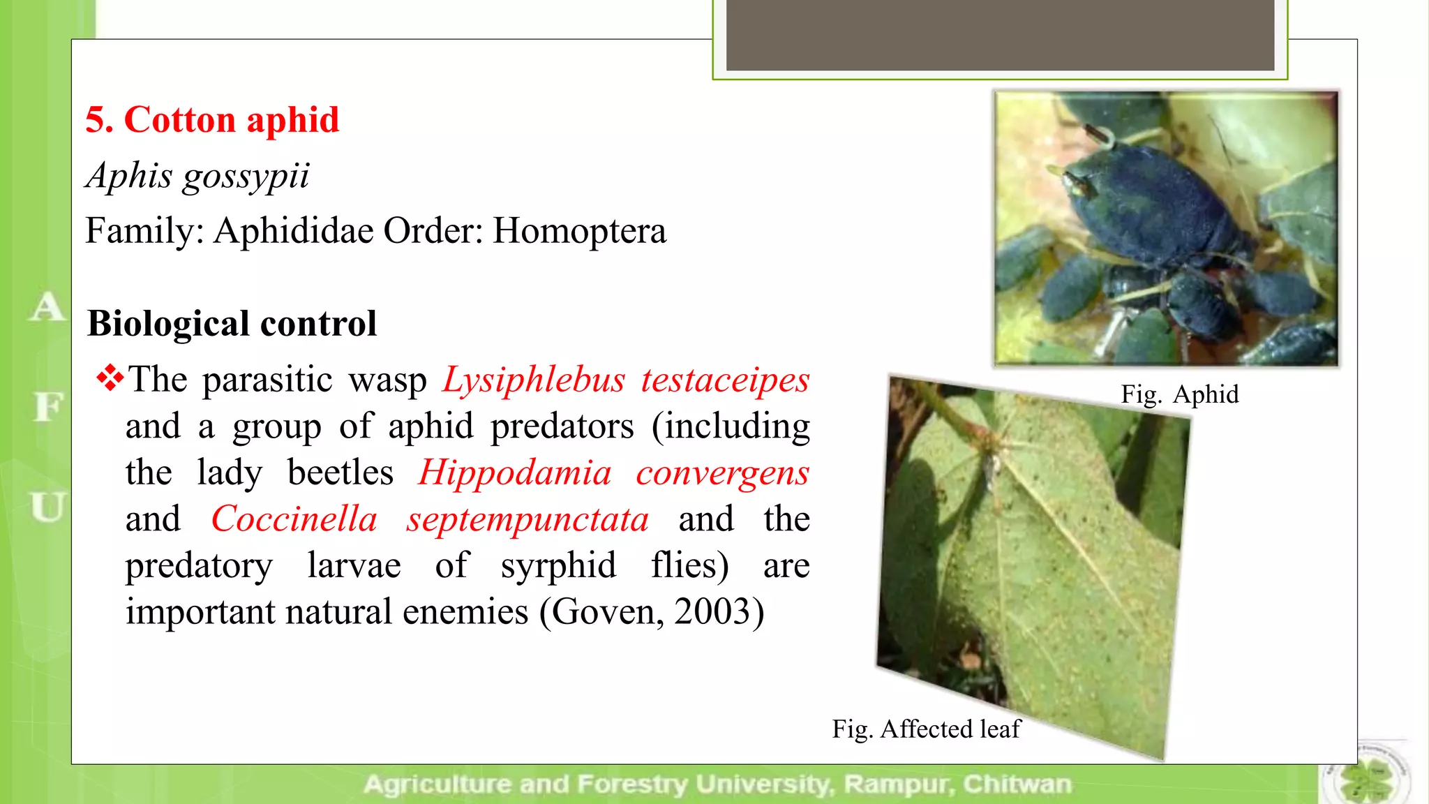 5. Cotton aphid
Aphis gossypii
Family: Aphididae Order: Homoptera
Biological control
The parasitic wasp Lysiphlebus testaceipes
and a group of aphid predators (including
the lady beetles Hippodamia convergens
and Coccinella septempunctata and the
predatory larvae of syrphid flies) are
important natural enemies (Goven, 2003)
Fig. Affected leaf
Fig. Aphid
 