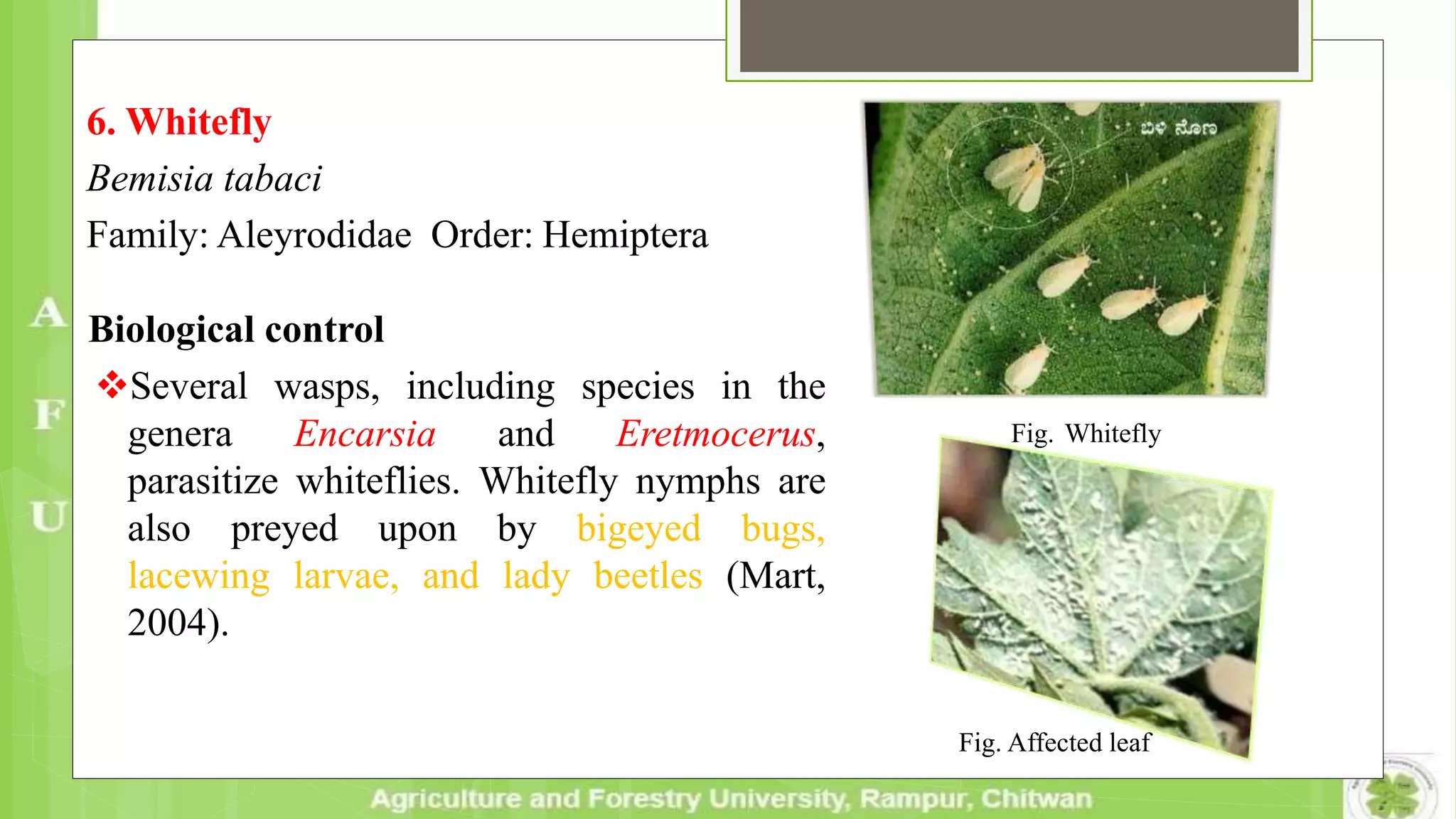 6. Whitefly
Bemisia tabaci
Family: Aleyrodidae Order: Hemiptera
Biological control
Several wasps, including species in the
genera Encarsia and Eretmocerus,
parasitize whiteflies. Whitefly nymphs are
also preyed upon by bigeyed bugs,
lacewing larvae, and lady beetles (Mart,
2004).
Fig. Affected leaf
Fig. Whitefly
 