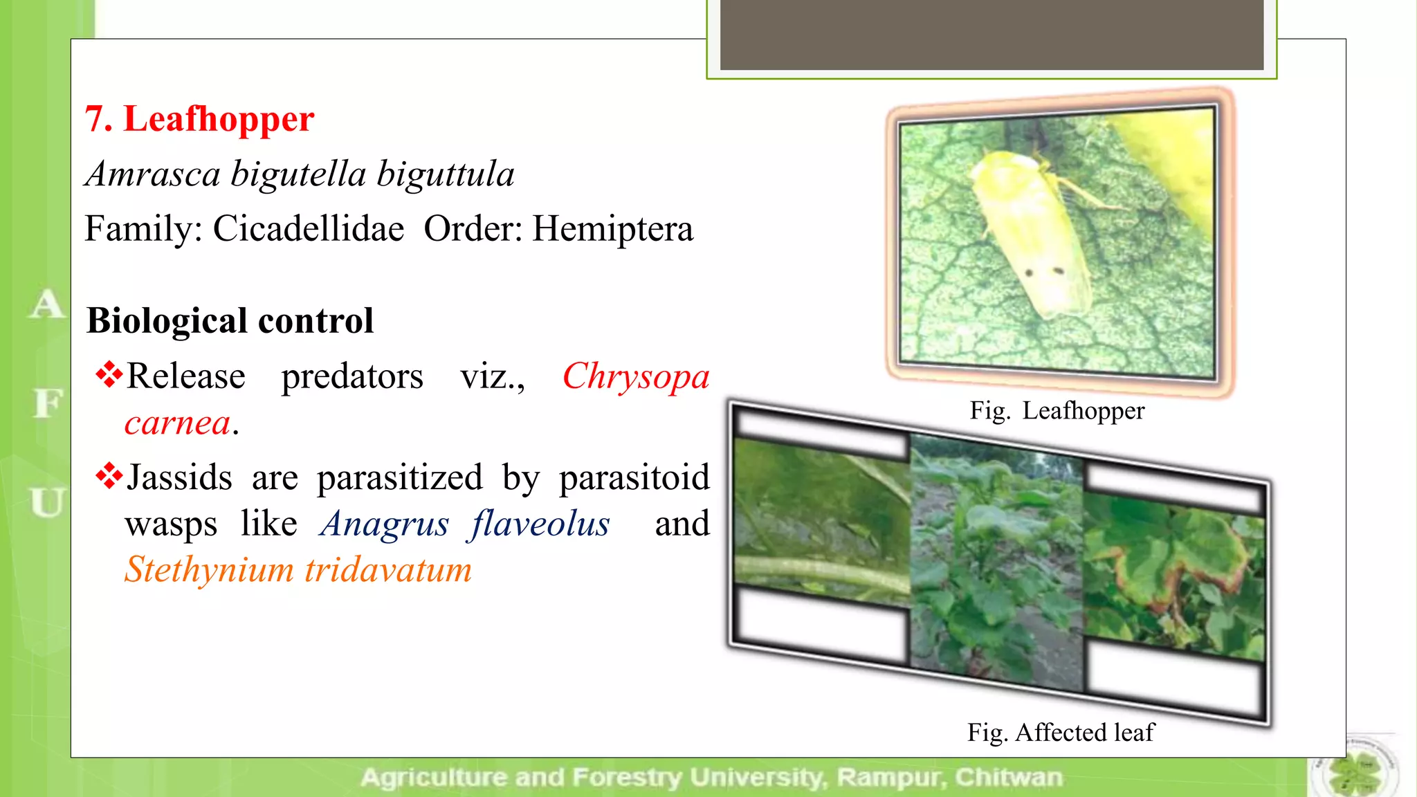 7. Leafhopper
Amrasca bigutella biguttula
Family: Cicadellidae Order: Hemiptera
Biological control
Release predators viz., Chrysopa
carnea.
Jassids are parasitized by parasitoid
wasps like Anagrus flaveolus and
Stethynium tridavatum
Fig. Affected leaf
Fig. Leafhopper
 