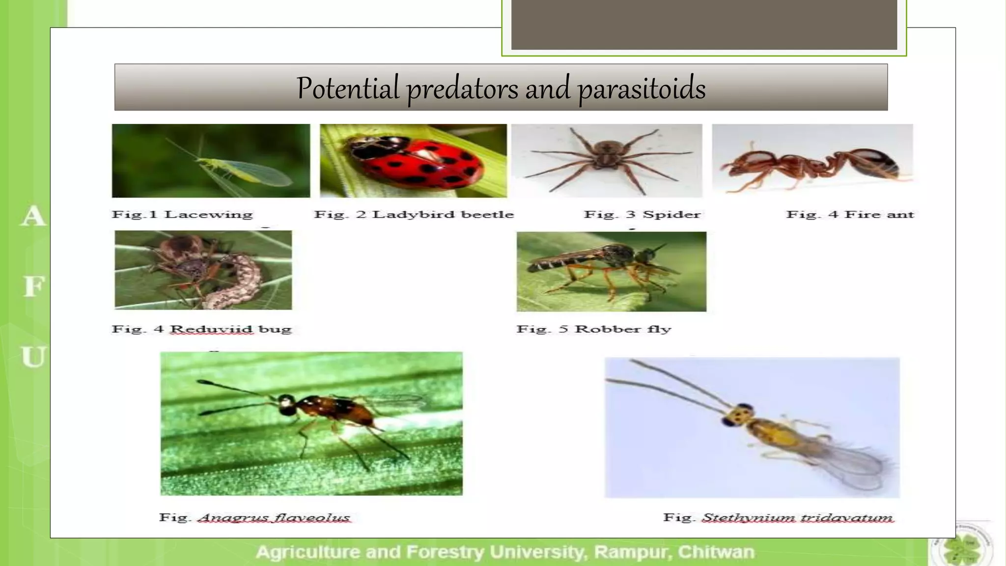 Potential predators and parasitoids
 