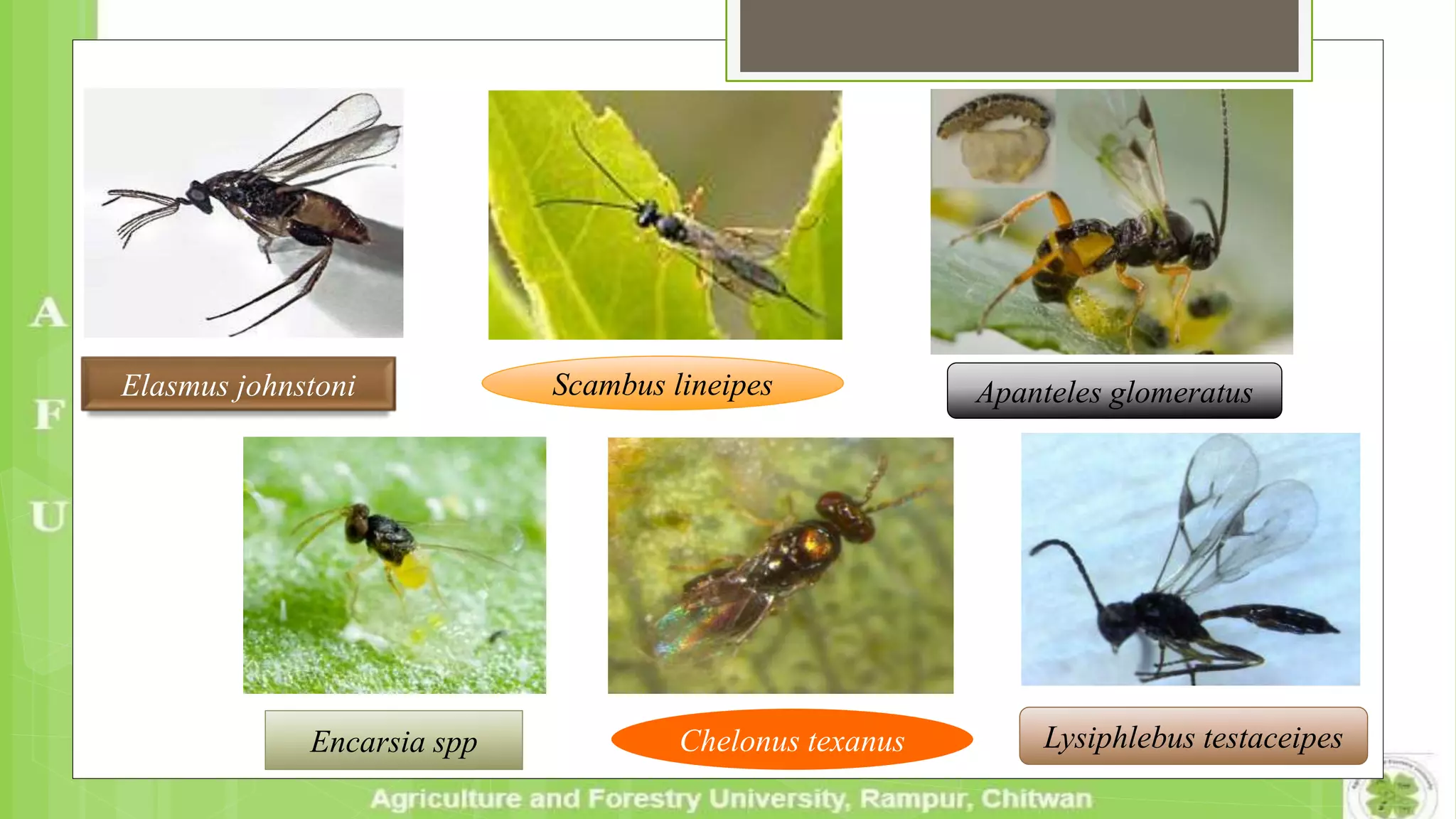 Encarsia spp Chelonus texanus Lysiphlebus testaceipes
Elasmus johnstoni Scambus lineipes Apanteles glomeratus
 