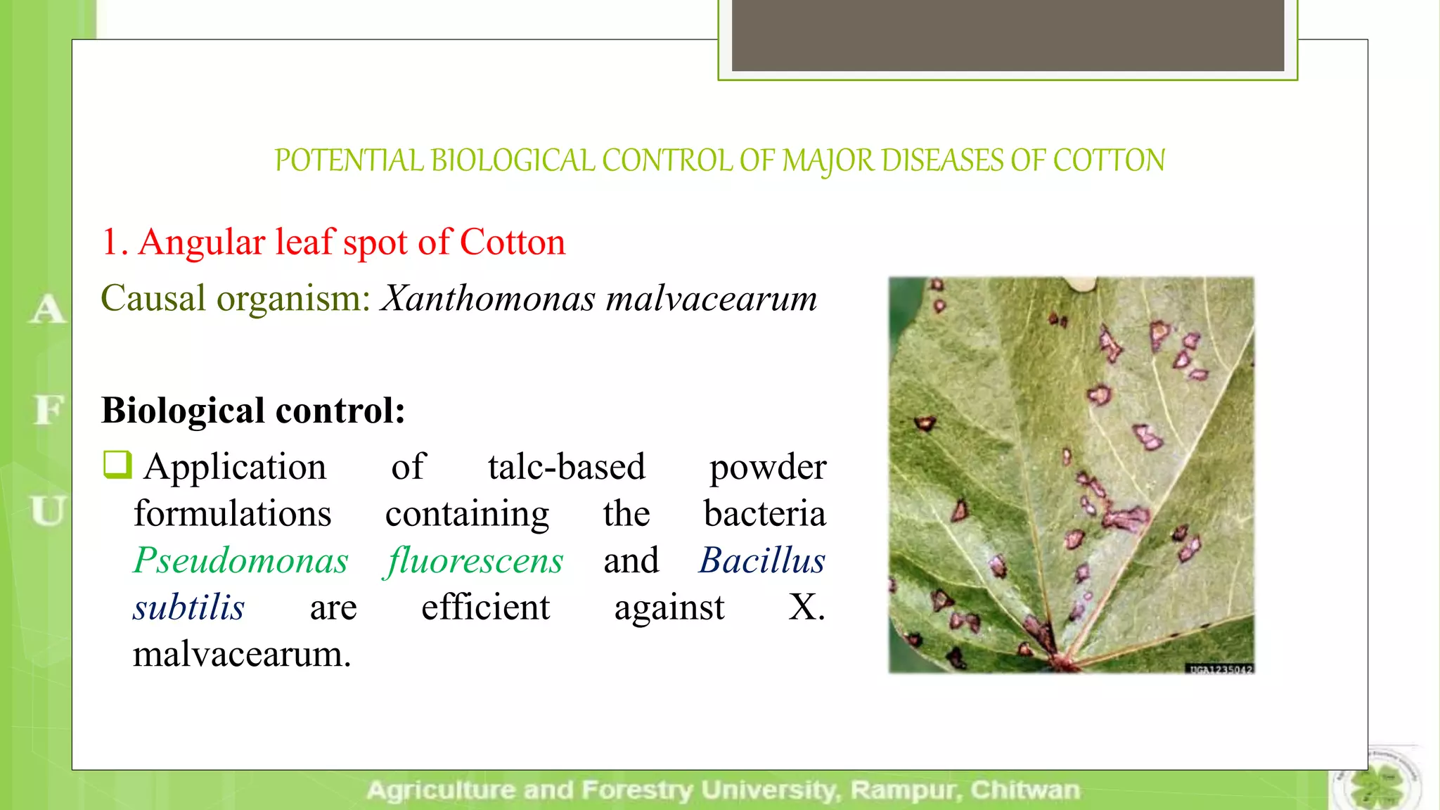 1. Angular leaf spot of Cotton
Causal organism: Xanthomonas malvacearum
Biological control:
 Application of talc-based powder
formulations containing the bacteria
Pseudomonas fluorescens and Bacillus
subtilis are efficient against X.
malvacearum.
POTENTIAL BIOLOGICAL CONTROL OF MAJOR DISEASES OF COTTON
 