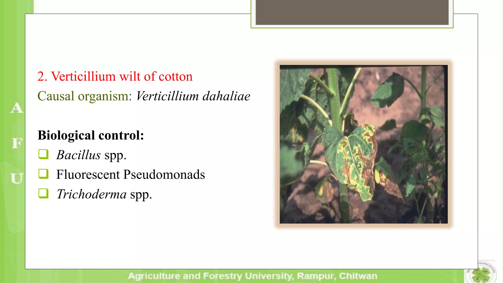 2. Verticillium wilt of cotton
Causal organism: Verticillium dahaliae
Biological control:
 Bacillus spp.
 Fluorescent Pseudomonads
 Trichoderma spp.
 