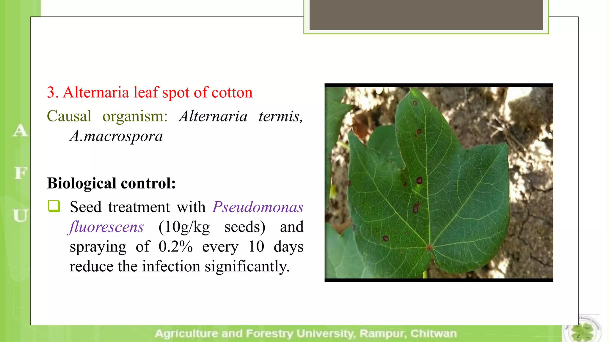3. Alternaria leaf spot of cotton
Causal organism: Alternaria termis,
A.macrospora
Biological control:
 Seed treatment with Pseudomonas
fluorescens (10g/kg seeds) and
spraying of 0.2% every 10 days
reduce the infection significantly.
 