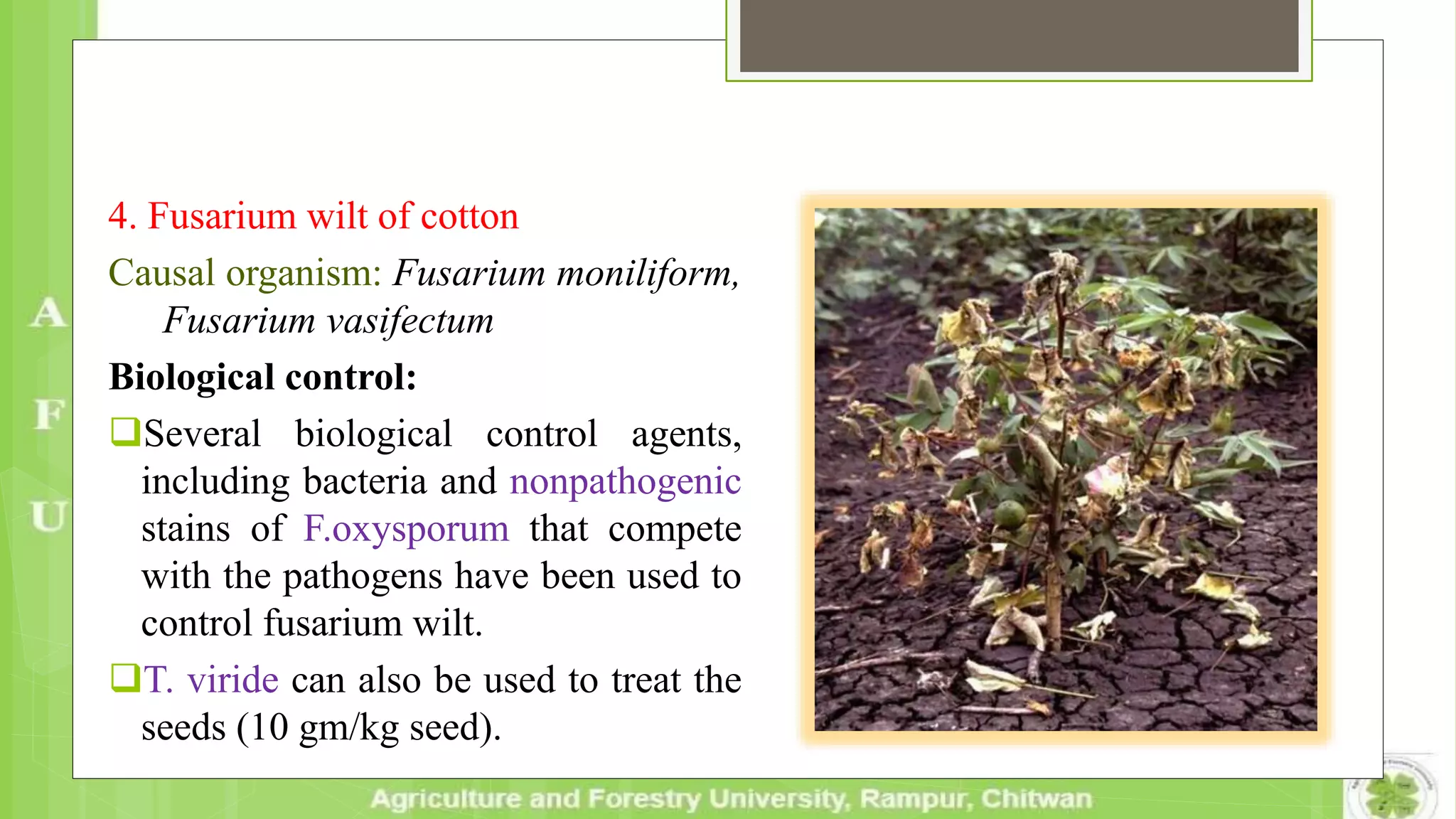 4. Fusarium wilt of cotton
Causal organism: Fusarium moniliform,
Fusarium vasifectum
Biological control:
Several biological control agents,
including bacteria and nonpathogenic
stains of F.oxysporum that compete
with the pathogens have been used to
control fusarium wilt.
T. viride can also be used to treat the
seeds (10 gm/kg seed).
 