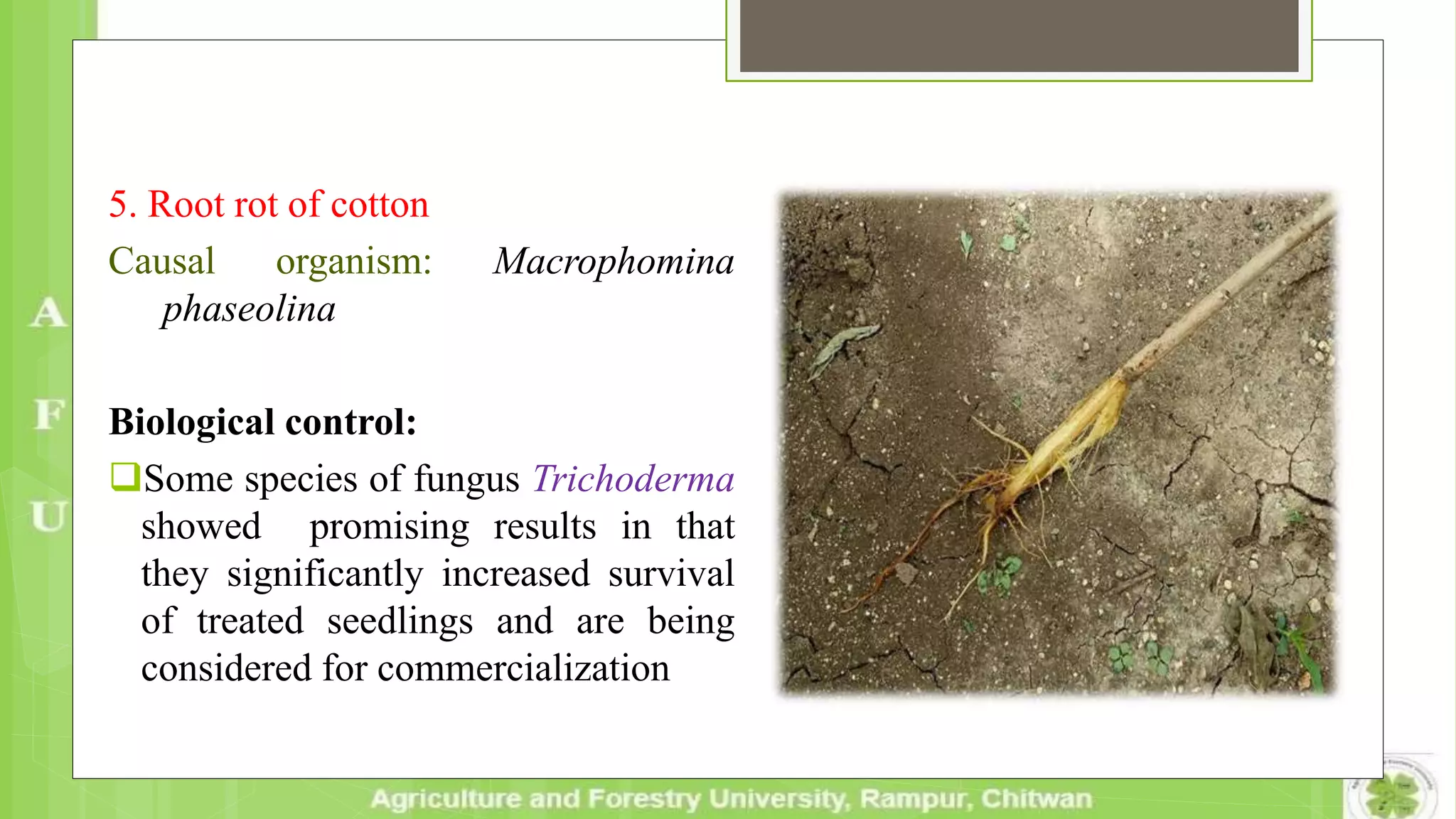 5. Root rot of cotton
Causal organism: Macrophomina
phaseolina
Biological control:
Some species of fungus Trichoderma
showed promising results in that
they significantly increased survival
of treated seedlings and are being
considered for commercialization
 