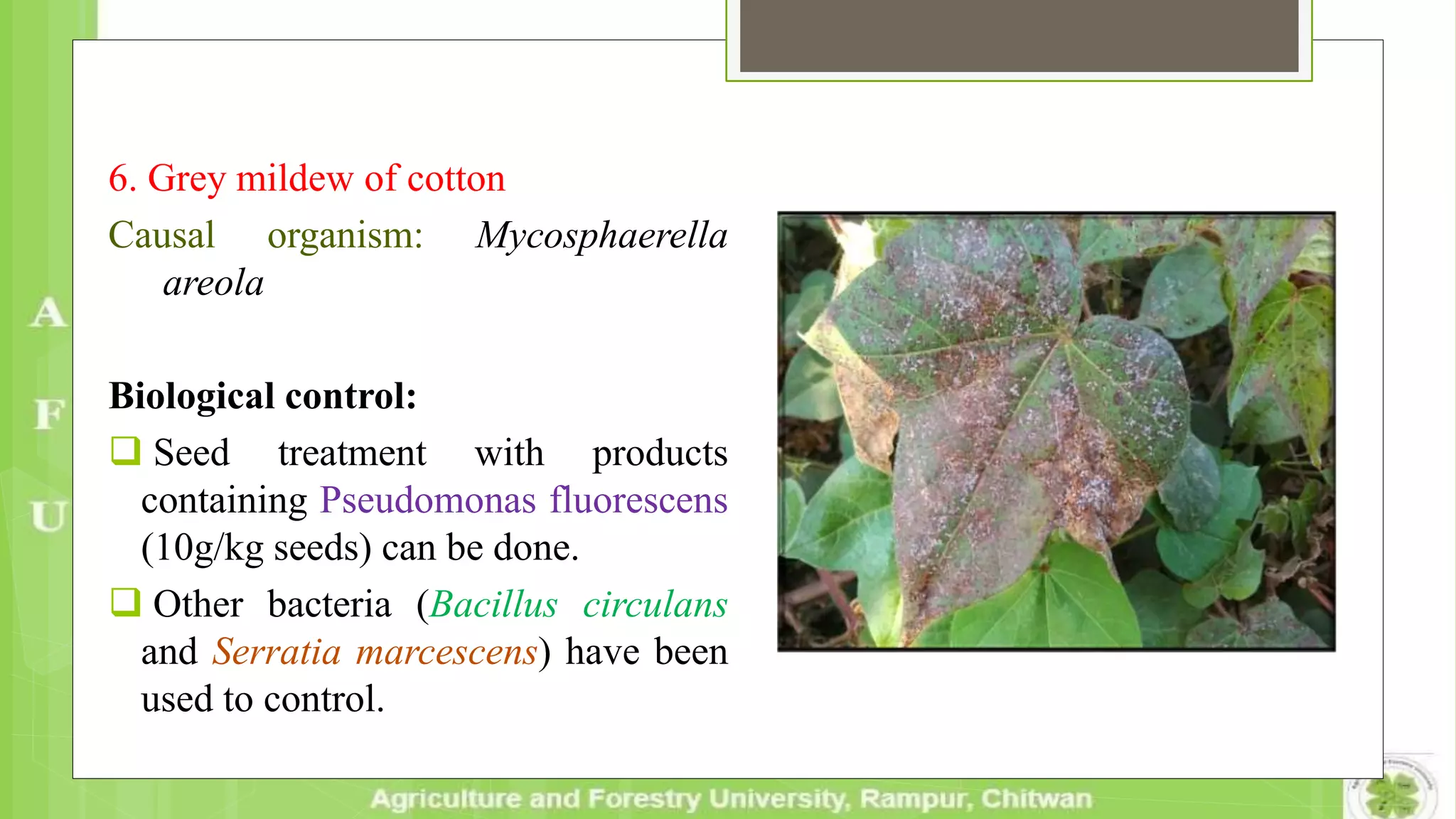 6. Grey mildew of cotton
Causal organism: Mycosphaerella
areola
Biological control:
 Seed treatment with products
containing Pseudomonas fluorescens
(10g/kg seeds) can be done.
 Other bacteria (Bacillus circulans
and Serratia marcescens) have been
used to control.
 