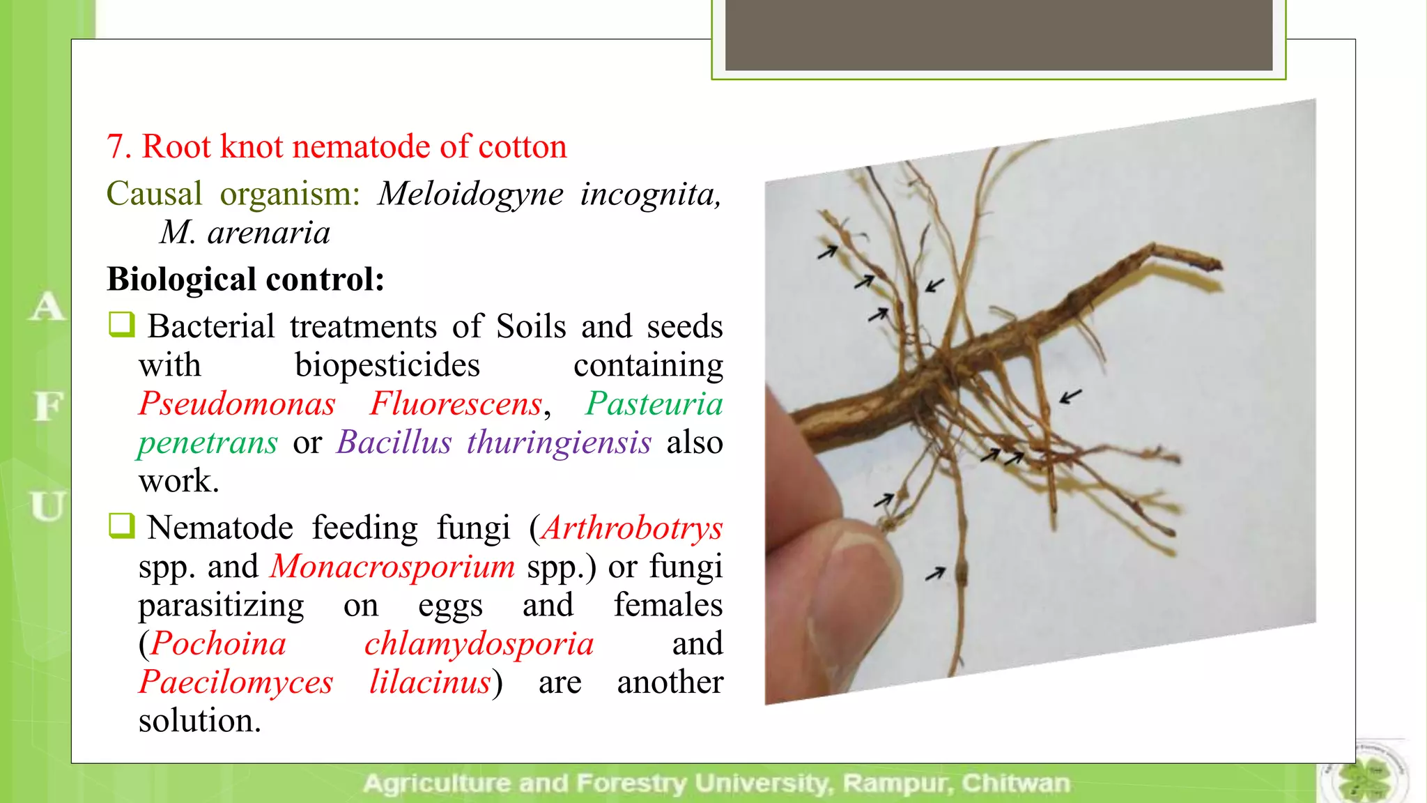 7. Root knot nematode of cotton
Causal organism: Meloidogyne incognita,
M. arenaria
Biological control:
 Bacterial treatments of Soils and seeds
with biopesticides containing
Pseudomonas Fluorescens, Pasteuria
penetrans or Bacillus thuringiensis also
work.
 Nematode feeding fungi (Arthrobotrys
spp. and Monacrosporium spp.) or fungi
parasitizing on eggs and females
(Pochoina chlamydosporia and
Paecilomyces lilacinus) are another
solution.
 