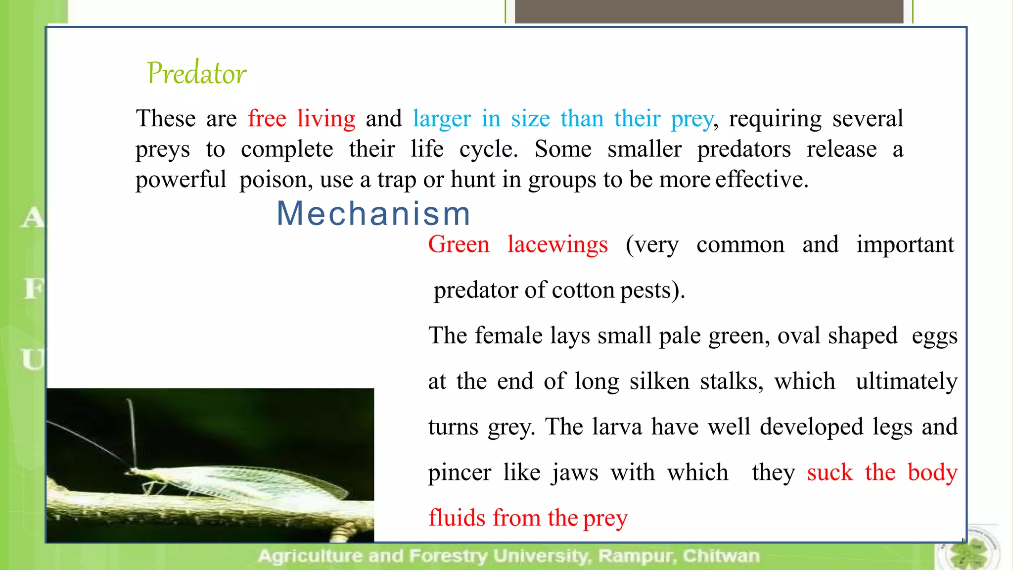 Predator
These are free living and larger in size than their prey, requiring several
preys to complete their life cycle. Some smaller predators release a
powerful poison, use a trap or hunt in groups to be more effective.
Mechanism
Green lacewings (very common and important
predator of cotton pests).
The female lays small pale green, oval shaped eggs
at the end of long silken stalks, which ultimately
turns grey. The larva have well developed legs and
pincer like jaws with which they suck the body
fluids from the prey
 