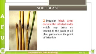 Major diseases of Rice and their management in Nepal | PPTX