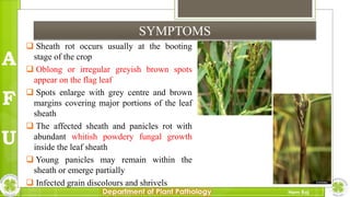 Major diseases of Rice and their management in Nepal | PPTX