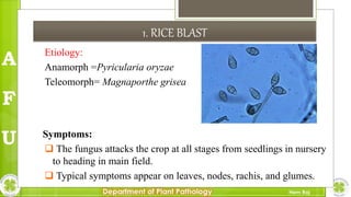 Major diseases of Rice and their management in Nepal | PPTX