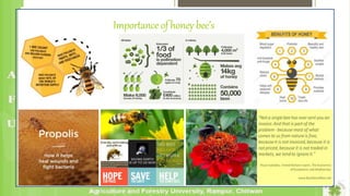 Seasonal management of honey bee and pollinators deficit in onion | PPTX