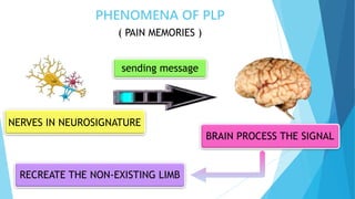 PHENOMENA OF PLP
( PAIN MEMORIES )
NERVES IN NEUROSIGNATURE
BRAIN PROCESS THE SIGNAL
sending message
RECREATE THE NON-EXISTING LIMB
 