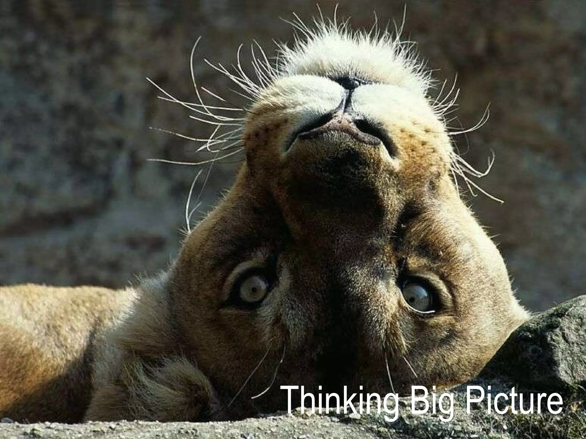 Thinking Big Picture 