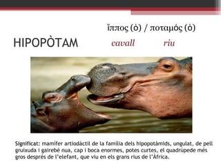 ἵππος (ὁ) / ποταμός (ὁ)

HIPOPÒTAM

cavall

riu

Significat: mamífer artiodàctil de la família dels hipopotàmids, ungulat, de pell
gruixuda i gairebé nua, cap i boca enormes, potes curtes, el quadrúpede més
gros després de l’elefant, que viu en els grans rius de l’Àfrica.

 