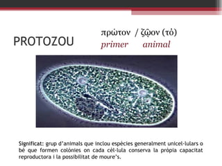 PROTOZOU

πρώτον / ζῷον (τό)
primer
animal

Significat: grup d’animals que inclou espècies generalment unicel·lulars o
bé que formen colònies on cada cèl·lula conserva la pròpia capacitat
reproductora i la possibilitat de moure’s.

 