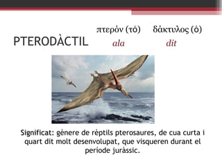 PTERODÀCTIL

πτερόν (τό)
ala

δάκτυλος (ὁ)
dit

Significat: gènere de rèptils pterosaures, de cua curta i
quart dit molt desenvolupat, que visqueren durant el
període juràssic.

 