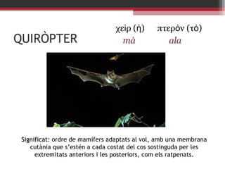 QUIRÒPTER

χείρ (ἡ)
mà

πτερόν (τό)
ala

Significat: ordre de mamífers adaptats al vol, amb una membrana
cutània que s’estén a cada costat del cos sostinguda per les
extremitats anteriors i les posteriors, com els ratpenats.

 