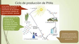 La luz solar es la fuente de
energía que permite el
crecimiento de las plantas
que producen hidratos de
carbono (almidón, glucosa,
etc.).
Estas moléculas son
la base de la
nutrición de las
bacterias que, ante
un estrés nutricional
durante el proceso
de fermentación,
acumulan PHA
El bioplástico, extraído de la
biomasa mediante disolución
en solventes orgánicos, puede
ser termoformado para llegar al
producto final.
Ciclo de producción de PHAs
 