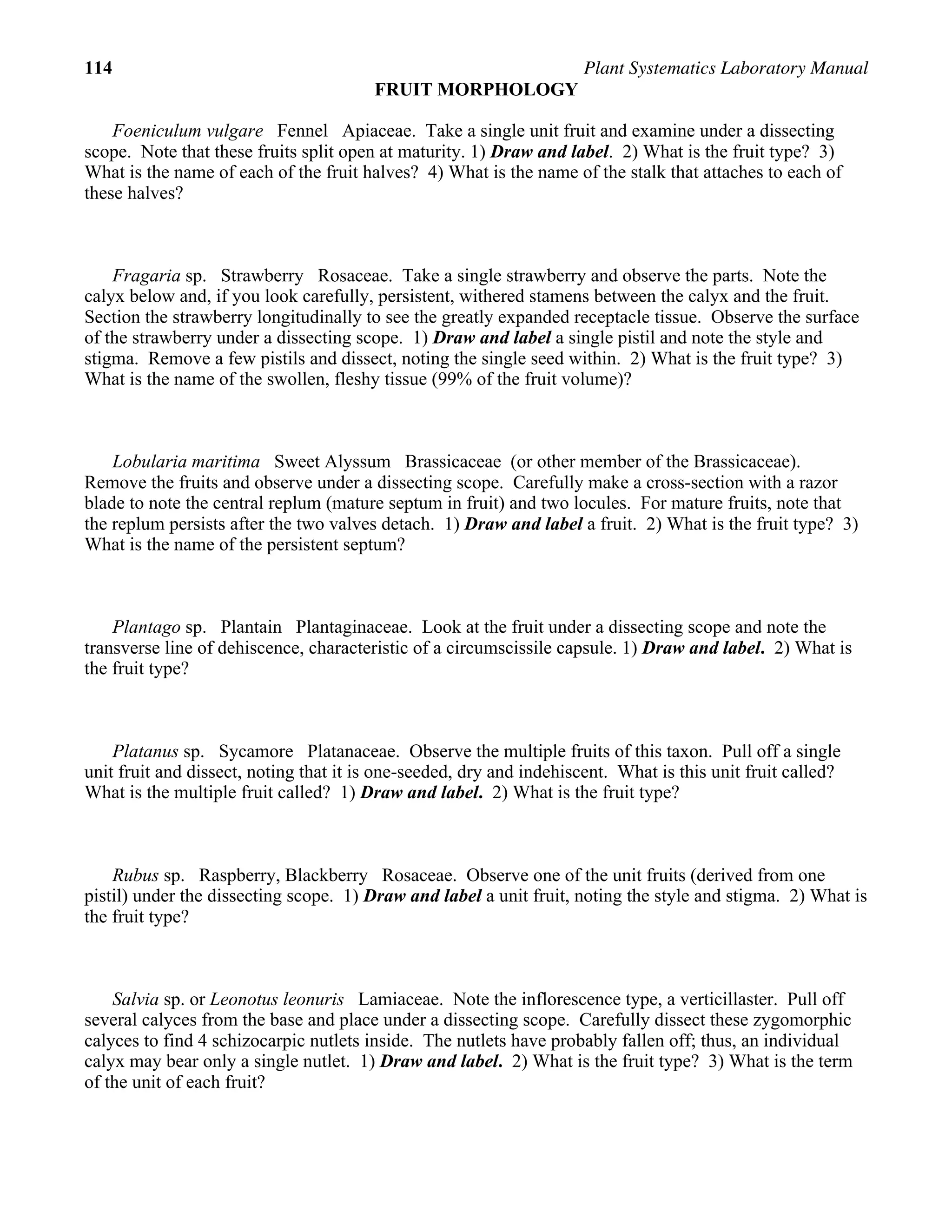 114 Plant Systematics Laboratory Manual
FRUIT MORPHOLOGY
Foeniculum vulgare Fennel Apiaceae. Take a single unit fruit and examine under a dissecting
scope. Note that these fruits split open at maturity. 1) Draw and label. 2) What is the fruit type? 3)
What is the name of each of the fruit halves? 4) What is the name of the stalk that attaches to each of
these halves?
Fragaria sp. Strawberry Rosaceae. Take a single strawberry and observe the parts. Note the
calyx below and, if you look carefully, persistent, withered stamens between the calyx and the fruit.
Section the strawberry longitudinally to see the greatly expanded receptacle tissue. Observe the surface
of the strawberry under a dissecting scope. 1) Draw and label a single pistil and note the style and
stigma. Remove a few pistils and dissect, noting the single seed within. 2) What is the fruit type? 3)
What is the name of the swollen, fleshy tissue (99% of the fruit volume)?
Lobularia maritima Sweet Alyssum Brassicaceae (or other member of the Brassicaceae).
Remove the fruits and observe under a dissecting scope. Carefully make a cross-section with a razor
blade to note the central replum (mature septum in fruit) and two locules. For mature fruits, note that
the replum persists after the two valves detach. 1) Draw and label a fruit. 2) What is the fruit type? 3)
What is the name of the persistent septum?
Plantago sp. Plantain Plantaginaceae. Look at the fruit under a dissecting scope and note the
transverse line of dehiscence, characteristic of a circumscissile capsule. 1) Draw and label. 2) What is
the fruit type?
Platanus sp. Sycamore Platanaceae. Observe the multiple fruits of this taxon. Pull off a single
unit fruit and dissect, noting that it is one-seeded, dry and indehiscent. What is this unit fruit called?
What is the multiple fruit called? 1) Draw and label. 2) What is the fruit type?
Rubus sp. Raspberry, Blackberry Rosaceae. Observe one of the unit fruits (derived from one
pistil) under the dissecting scope. 1) Draw and label a unit fruit, noting the style and stigma. 2) What is
the fruit type?
Salvia sp. or Leonotus leonuris Lamiaceae. Note the inflorescence type, a verticillaster. Pull off
several calyces from the base and place under a dissecting scope. Carefully dissect these zygomorphic
calyces to find 4 schizocarpic nutlets inside. The nutlets have probably fallen off; thus, an individual
calyx may bear only a single nutlet. 1) Draw and label. 2) What is the fruit type? 3) What is the term
of the unit of each fruit?
 