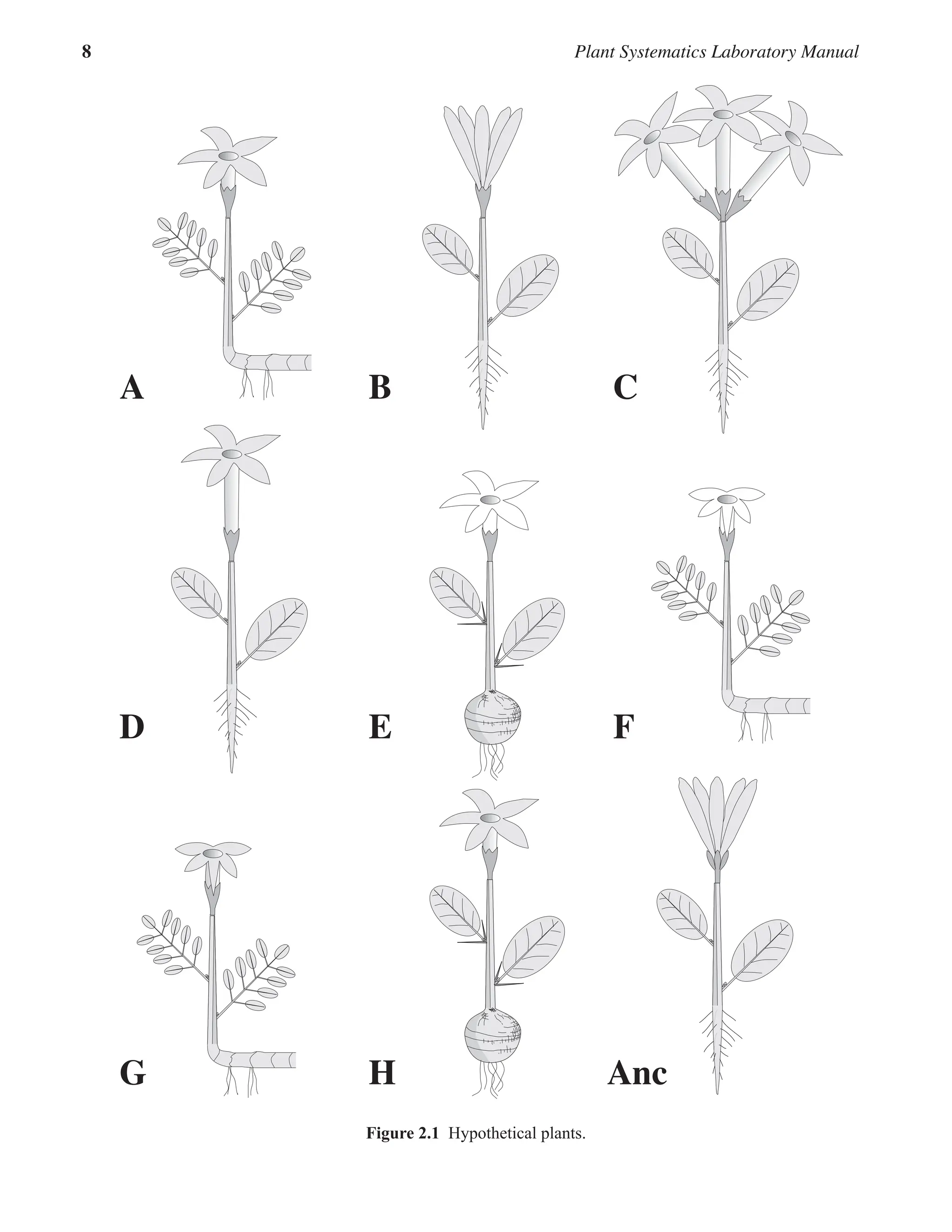 8 Plant Systematics Laboratory Manual
Figure 2.1  Hypothetical plants.
A C
B
D F
E
G Anc
H
 