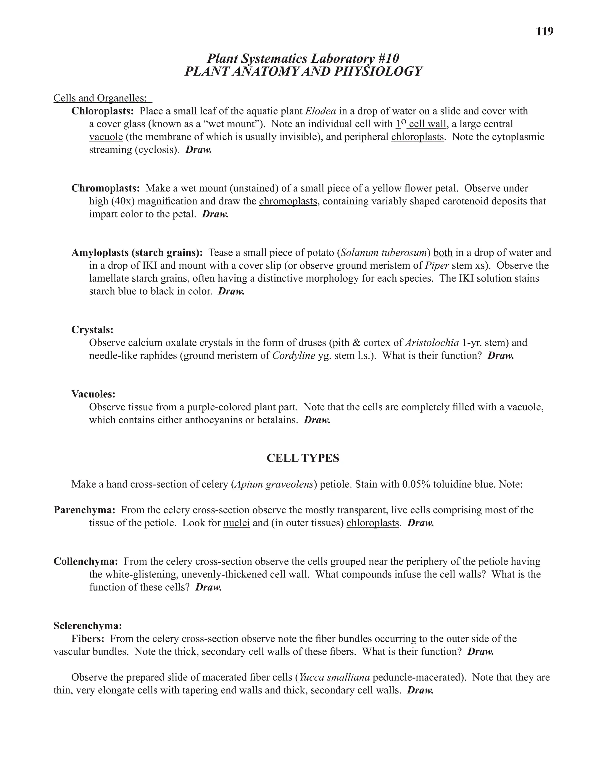 Laboratory 10 Plant Anatomy and Physiology 119
Plant Systematics Laboratory #10
PLANT ANATOMY AND PHYSIOLOGY
Cells and Organelles:
Cells and Organelles:
Chloroplasts: Place a small leaf of the aquatic plant Elodea in a drop of water on a slide and cover with
a cover glass (known as a “wet mount”). Note an individual cell with 1o cell wall, a large central
vacuole (the membrane of which is usually invisible), and peripheral chloroplasts
chloroplasts. Note the cytoplasmic
streaming (cyclosis). Draw.
Chromoplasts: Make a wet mount (unstained) of a small piece of a yellow ﬂower petal. Observe under
high (40x) magniﬁcation and draw the chromoplasts
chromoplasts, containing variably shaped carotenoid deposits that
impart color to the petal. Draw.
Amyloplasts (starch grains): Tease a small piece of potato (Solanum tuberosum) both in a drop of water and
in a drop of IKI and mount with a cover slip (or observe ground meristem of Piper stem xs). Observe the
Piper stem xs). Observe the
Piper
lamellate starch grains, often having a distinctive morphology for each species. The IKI solution stains
starch blue to black in color. Draw.
Crystals:
Observe calcium oxalate crystals in the form of druses (pith & cortex of Aristolochia 1-yr. stem) and
needle-like raphides (ground meristem of Cordyline yg. stem l.s.). What is their function? Draw.
Vacuoles:
Observe tissue from a purple-colored plant part. Note that the cells are completely ﬁlled with a vacuole,
which contains either anthocyanins or betalains. Draw.
CELL TYPES
Make a hand cross-section of celery (Apium graveolens
Make a hand cross-section of celery (Apium graveolens
Make a hand cross-section of celery ( ) petiole. Stain with 0.05% toluidine blue. Note:
Parenchyma: From the celery cross-section observe the mostly transparent, live cells comprising most of the
tissue of the petiole. Look for nuclei and (in outer tissues) chloroplasts
chloroplasts. Draw.
Collenchyma: From the celery cross-section observe the cells grouped near the periphery of the petiole having
the white-glistening, unevenly-thickened cell wall. What compounds infuse the cell walls? What is the
function of these cells? Draw.
Sclerenchyma:
Fibers: From the celery cross-section observe note the ﬁber bundles occurring to the outer side of the
vascular bundles. Note the thick, secondary cell walls of these ﬁbers. What is their function? Draw.
Observe the prepared slide of macerated ﬁber cells (Yucca smalliana peduncle-macerated). Note that they are
thin, very elongate cells with tapering end walls and thick, secondary cell walls. Draw.
 