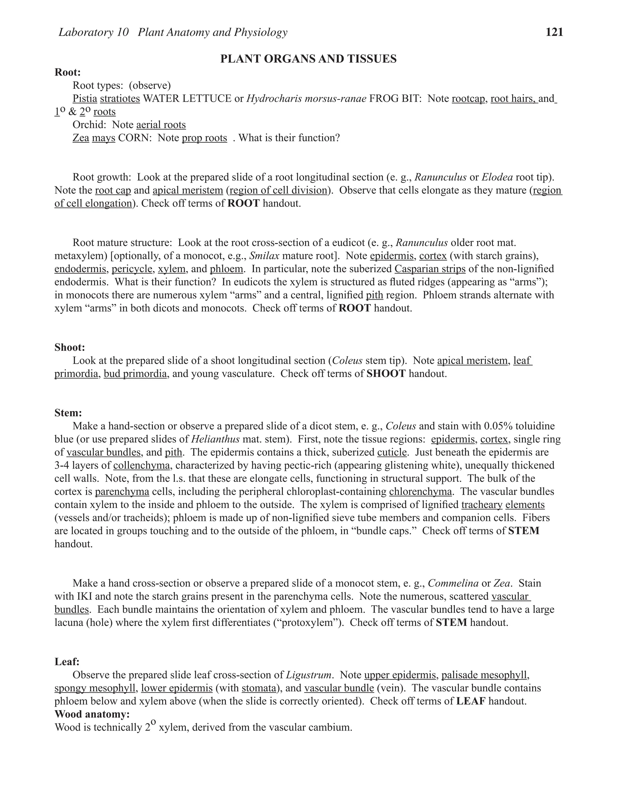 Laboratory 10 Plant Anatomy and Physiology 121
PLANT ORGANS AND TISSUES
Root:
Root types: (observe)
Pistia stratiotes WATER LETTUCE or Hydrocharis morsus-ranae FROG BIT: Note rootcap
rootcap, root hairs,
root hairs, and
1o & 2o roots
Orchid: Note aerial roots
Zea mays
mays CORN: Note prop roots
prop roots . What is their function?
Root growth: Look at the prepared slide of a root longitudinal section (e. g., Ranunculus or Elodea root tip).
Note the root cap
root cap and apical meristem
apical meristem (region of cell division
region of cell division). Observe that cells elongate as they mature (region
region
of cell elongation
of cell elongation). Check off terms of ROOT handout.
Root mature structure: Look at the root cross-section of a eudicot (e. g., Ranunculus older root mat.
metaxylem) [optionally, of a monocot, e.g., Smilax mature root]. Note epidermis
epidermis, cortex (with starch grains),
endodermis, pericycle
pericycle, xylem
xylem, and phloem
phloem. In particular, note the suberized Casparian strips
Casparian strips of the non-ligniﬁed
endodermis. What is their function? In eudicots the xylem is structured as ﬂuted ridges (appearing as “arms”);
in monocots there are numerous xylem “arms” and a central, ligniﬁed pith
pith region. Phloem strands alternate with
xylem “arms” in both dicots and monocots. Check off terms of ROOT handout.
Shoot:
Look at the prepared slide of a shoot longitudinal section (Coleus stem tip). Note apical meristem
apical meristem, leaf
primordia
primordia, bud primordia
bud primordia, and young vasculature. Check off terms of SHOOT handout.
Stem:
Make a hand-section or observe a prepared slide of a dicot stem, e. g., Coleus and stain with 0.05% toluidine
blue (or use prepared slides of Helianthus mat. stem). First, note the tissue regions: epidermis
epidermis, cortex, single ring
of vascular bundles, and pith
pith. The epidermis contains a thick, suberized cuticle. Just beneath the epidermis are
3-4 layers of collenchyma
collenchyma, characterized by having pectic-rich (appearing glistening white), unequally thickened
cell walls. Note, from the l.s. that these are elongate cells, functioning in structural support. The bulk of the
cortex is parenchyma
parenchyma cells, including the peripheral chloroplast-containing chlorenchyma
chlorenchyma. The vascular bundles
contain xylem to the inside and phloem to the outside. The xylem is comprised of ligniﬁed tracheary
tracheary elements
(vessels and/or tracheids); phloem is made up of non-ligniﬁed sieve tube members and companion cells. Fibers
are located in groups touching and to the outside of the phloem, in “bundle caps.” Check off terms of STEM
handout.
Make a hand cross-section or observe a prepared slide of a monocot stem, e. g., Commelina or Zea. Stain
with IKI and note the starch grains present in the parenchyma cells. Note the numerous, scattered vascular
bundles. Each bundle maintains the orientation of xylem and phloem. The vascular bundles tend to have a large
lacuna (hole) where the xylem ﬁrst differentiates (“protoxylem”). Check off terms of STEM handout.
Leaf:
Observe the prepared slide leaf cross-section of Ligustrum. Note upper epidermis
upper epidermis, palisade mesophyll
palisade mesophyll,
spongy mesophyll
spongy mesophyll, lower epidermis
lower epidermis (with stomata), and vascular bundle (vein). The vascular bundle contains
phloem below and xylem above (when the slide is correctly oriented). Check off terms of LEAF handout.
Wood anatomy:
Wood is technically 2
o
xylem, derived from the vascular cambium.
 