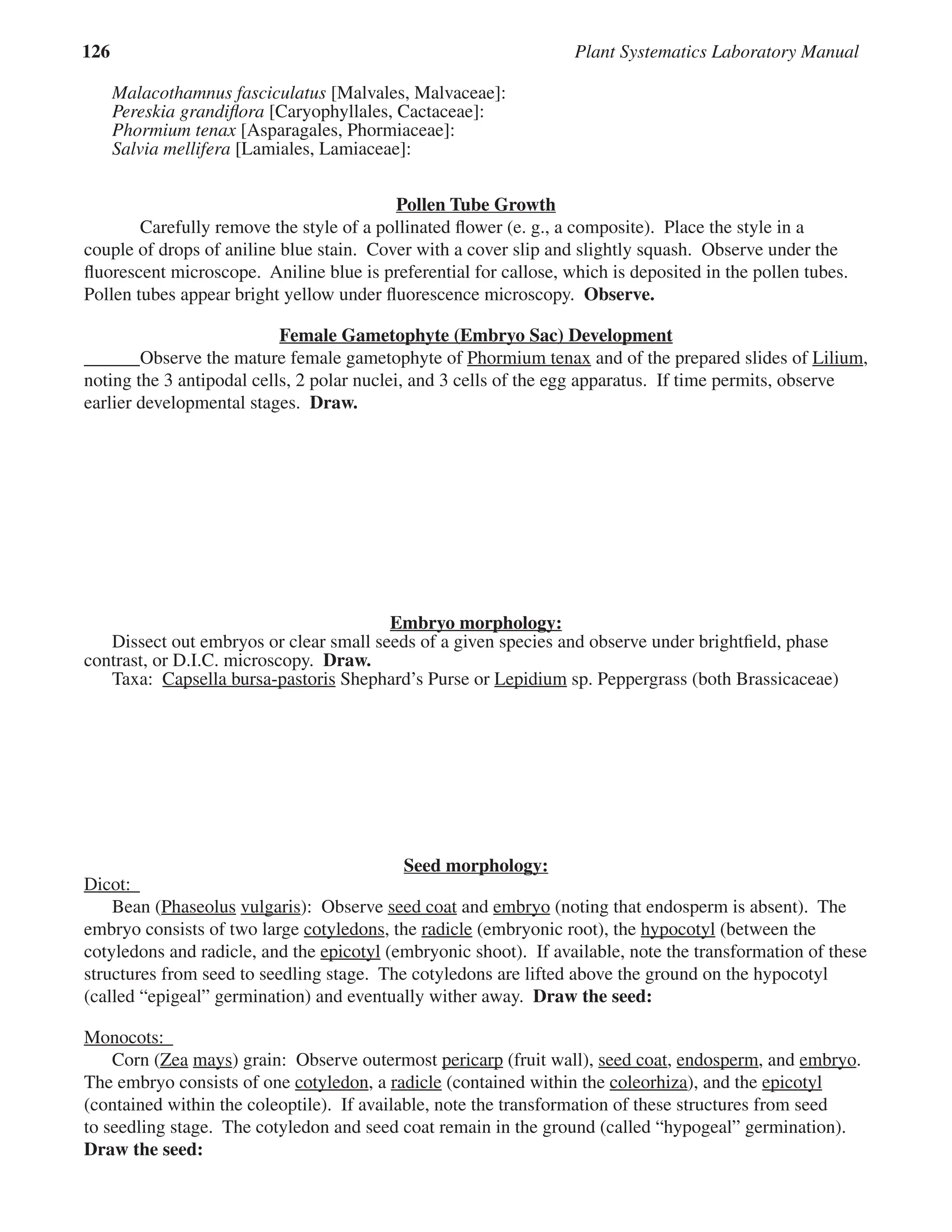 126 Plant Systematics Laboratory Manual
Malacothamnus fasciculatus [Malvales, Malvaceae]:
Pereskia grandiﬂora [Caryophyllales, Cactaceae]:
Phormium tenax [Asparagales, Phormiaceae]:
Phormium tenax [Asparagales, Phormiaceae]:
Phormium tenax
Salvia mellifera [Lamiales, Lamiaceae]:
Pollen Tube Growth
Carefully remove the style of a pollinated ﬂower (e. g., a composite). Place the style in a
couple of drops of aniline blue stain. Cover with a cover slip and slightly squash. Observe under the
ﬂuorescent microscope. Aniline blue is preferential for callose, which is deposited in the pollen tubes.
Pollen tubes appear bright yellow under ﬂuorescence microscopy. Observe.
Female Gametophyte (Embryo Sac) Development
Female Gametophyte (Embryo Sac) Development
Observe the mature female gametophyte of Phormium tenax and of the prepared slides of Lilium,
noting the 3 antipodal cells, 2 polar nuclei, and 3 cells of the egg apparatus. If time permits, observe
earlier developmental stages. Draw.
Embryo morphology:
Embryo morphology:
Dissect out embryos or clear small seeds of a given species and observe under brightﬁeld, phase
contrast, or D.I.C. microscopy. Draw.
Taxa: Capsella bursa-pastoris
Capsella bursa-pastoris Shephard’s Purse or Lepidium
Lepidium sp. Peppergrass (both Brassicaceae)
Seed morphology:
Seed morphology:
Dicot:
Bean (Phaseolus vulgaris
vulgaris): Observe seed coat and
seed coat and
seed coat embryo
embryo (noting that endosperm is absent). The
embryo consists of two large cotyledons
cotyledons, the radicle (embryonic root), the hypocotyl
hypocotyl (between the
cotyledons and radicle, and the epicotyl
epicotyl (embryonic shoot). If available, note the transformation of these
structures from seed to seedling stage. The cotyledons are lifted above the ground on the hypocotyl
(called “epigeal” germination) and eventually wither away. Draw the seed:
Monocots:
Corn (Zea mays
mays) grain: Observe outermost pericarp
pericarp (fruit wall), seed coat, endosperm
endosperm, and embryo
embryo.
The embryo consists of one cotyledon
cotyledon, a radicle (contained within the coleorhiza), and the epicotyl
epicotyl
(contained within the coleoptile). If available, note the transformation of these structures from seed
to seedling stage. The cotyledon and seed coat remain in the ground (called “hypogeal” germination).
Draw the seed:
 