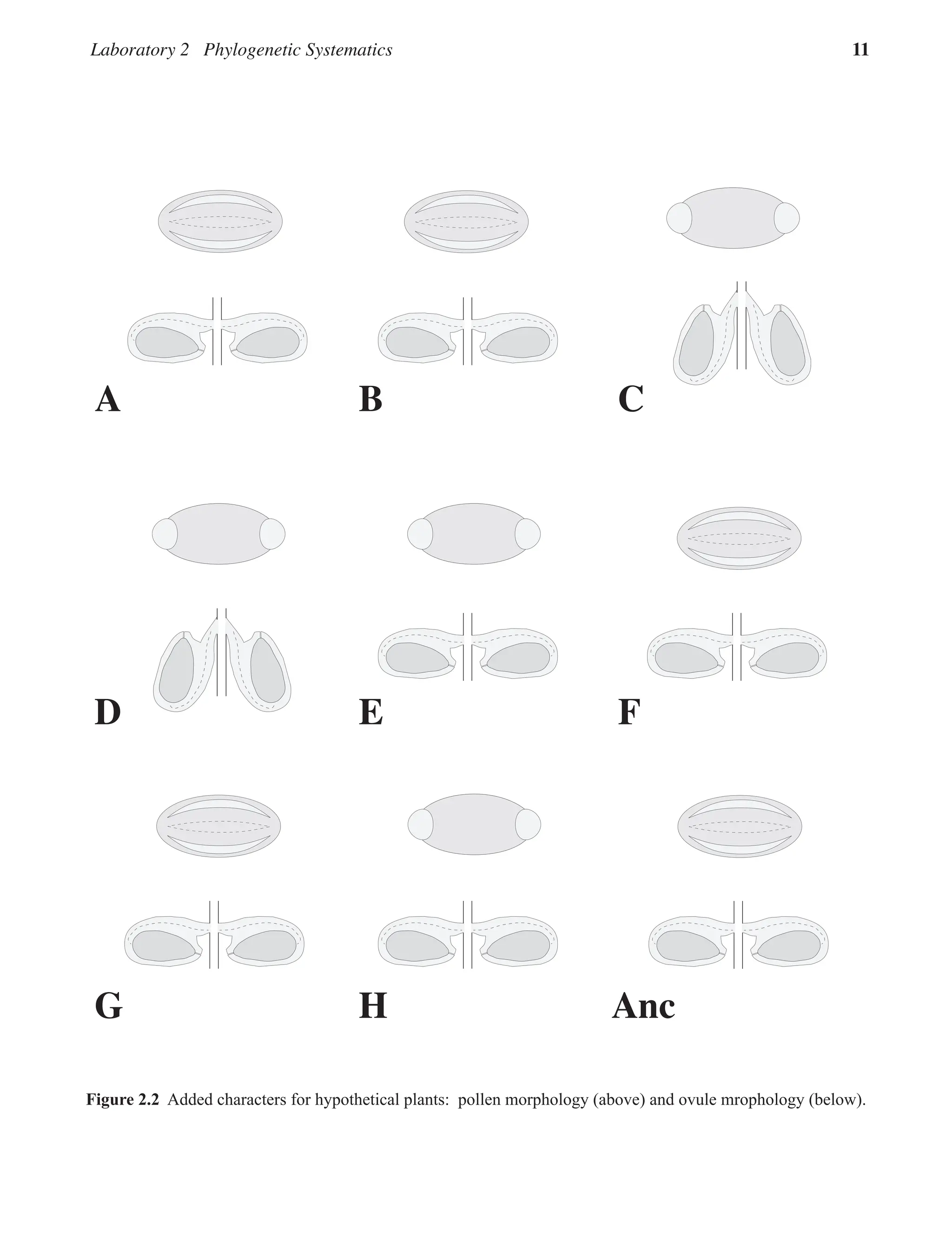 Laboratory 2 Phylogenetic Systematics 11
Figure 2.2  Added characters for hypothetical plants:  pollen morphology (above) and ovule mrophology (below).  
A C
B
D F
E
G Anc
H
 