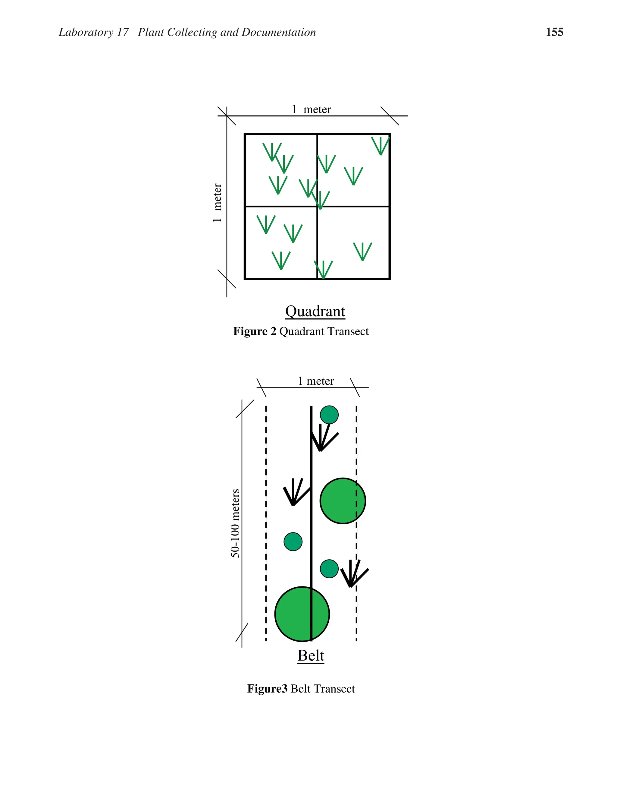 Laboratory 17 Plant Collecting and Documentation 155
17.5
Figure 2 Quadrant Transect
Figure3 Belt Transect
� �����
����
������
������
� �����
��������
�
�����
 