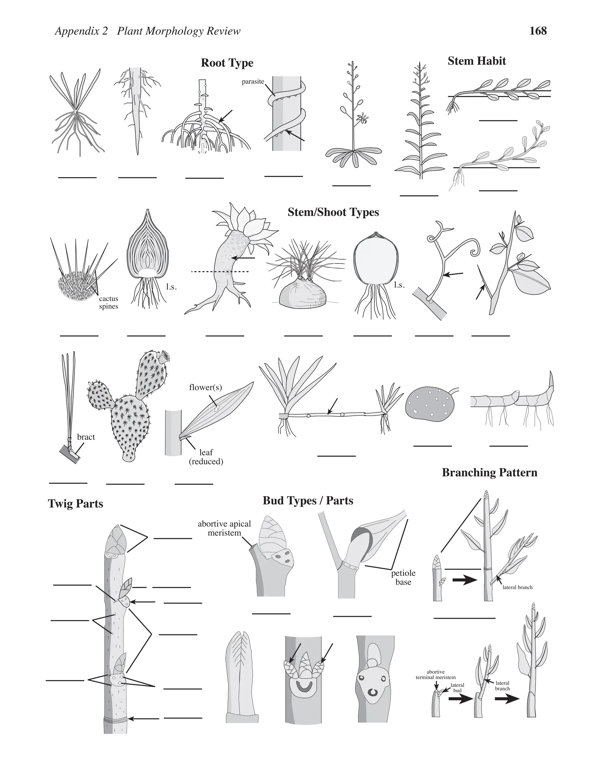 Appendix 2 Plant Morphology Review 168
leaf
(reduced)
flower(s)
l.s. l.s.
bract
Stem/Shoot Types
fibrous
haustorial
parasite
prop
Root Type Stem Habit
taproot
Twig Parts
petiole
base
Bud Types / Parts
abortive apical
meristem
Branching Pattern
cactus
spines
lateral branch
abortive
terminal meristem
lateral
bud
lateral
branch
 