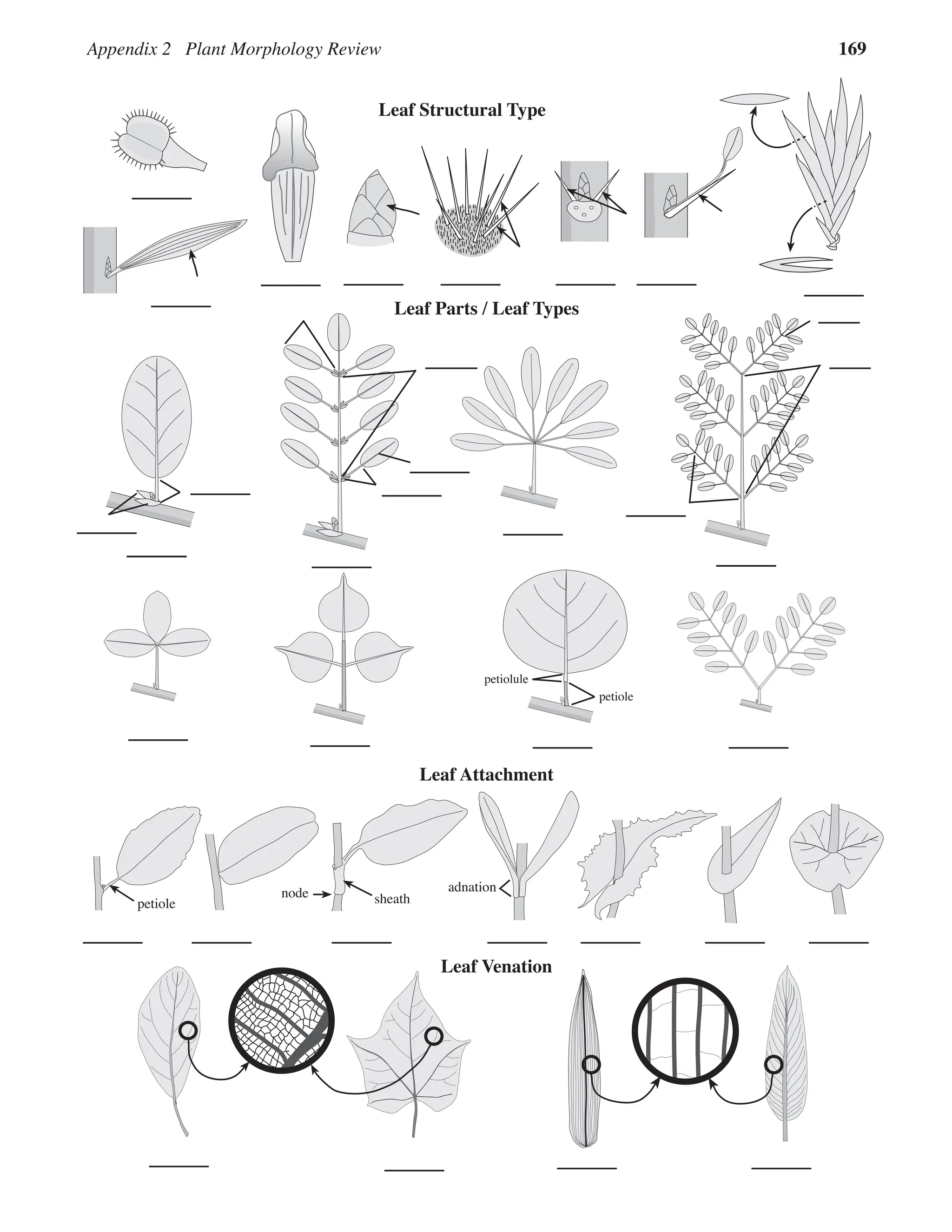 Appendix 2 Plant Morphology Review 169
Leaf Attachment
Leaf Structural Type
Leaf Venation
petiolule
petiole
Leaf Parts / Leaf Types
petiole
adnation
sheath
node
 