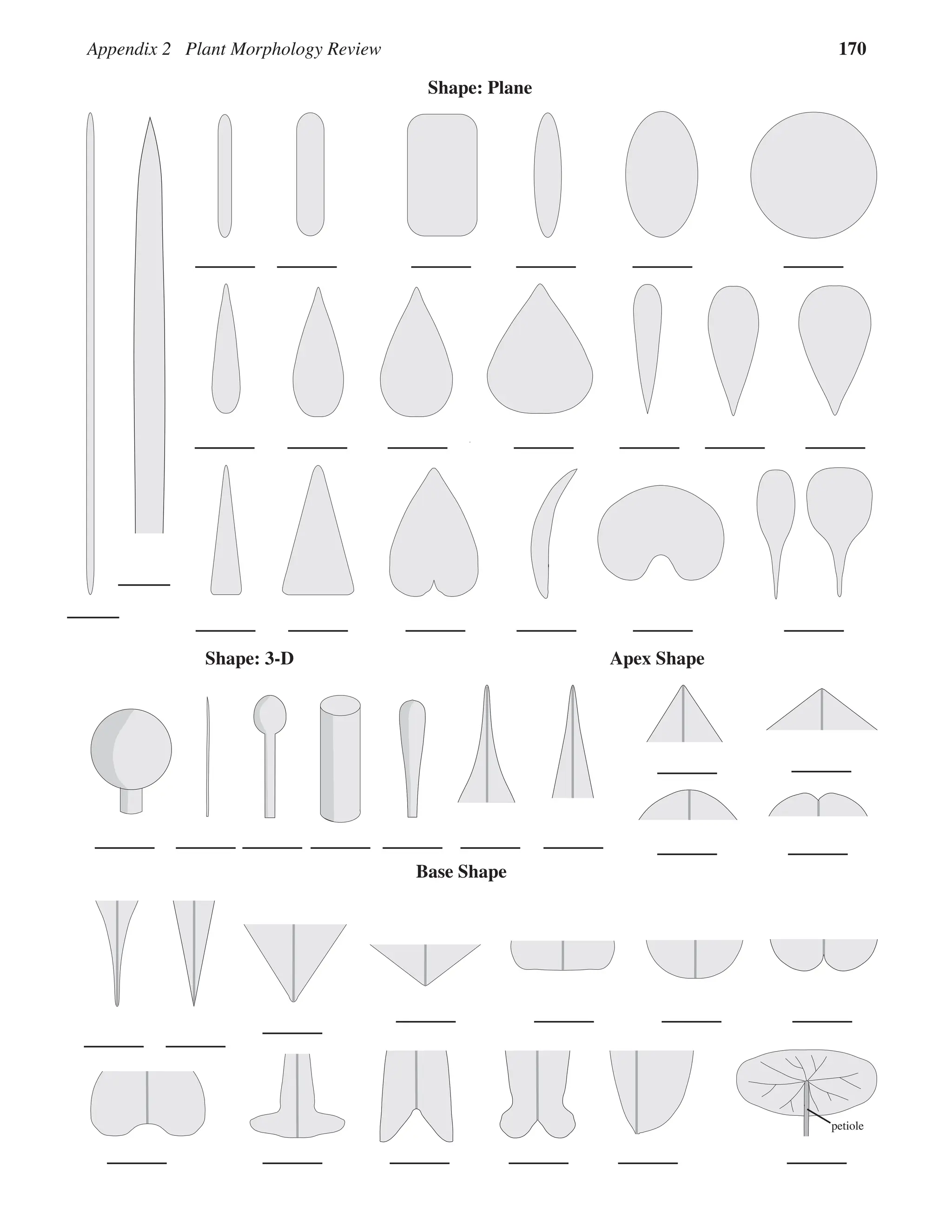 Appendix 2 Plant Morphology Review 170
Shape: Plane
Shape: 3-D Apex Shape
petiole
Base Shape
 