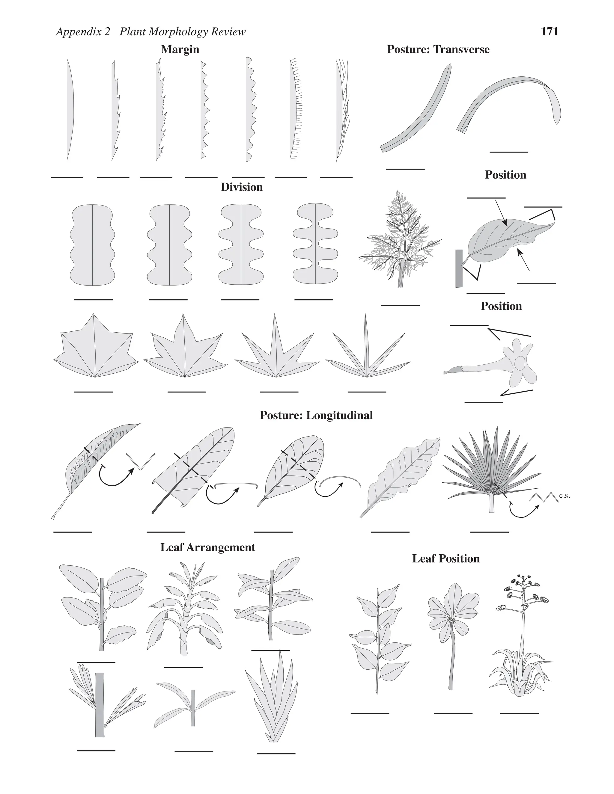 Appendix 2 Plant Morphology Review 171
Margin
Division
Posture: Transverse
Posture: Longitudinal
c.s.
Leaf Arrangement
Leaf Position
Position
Position
 
