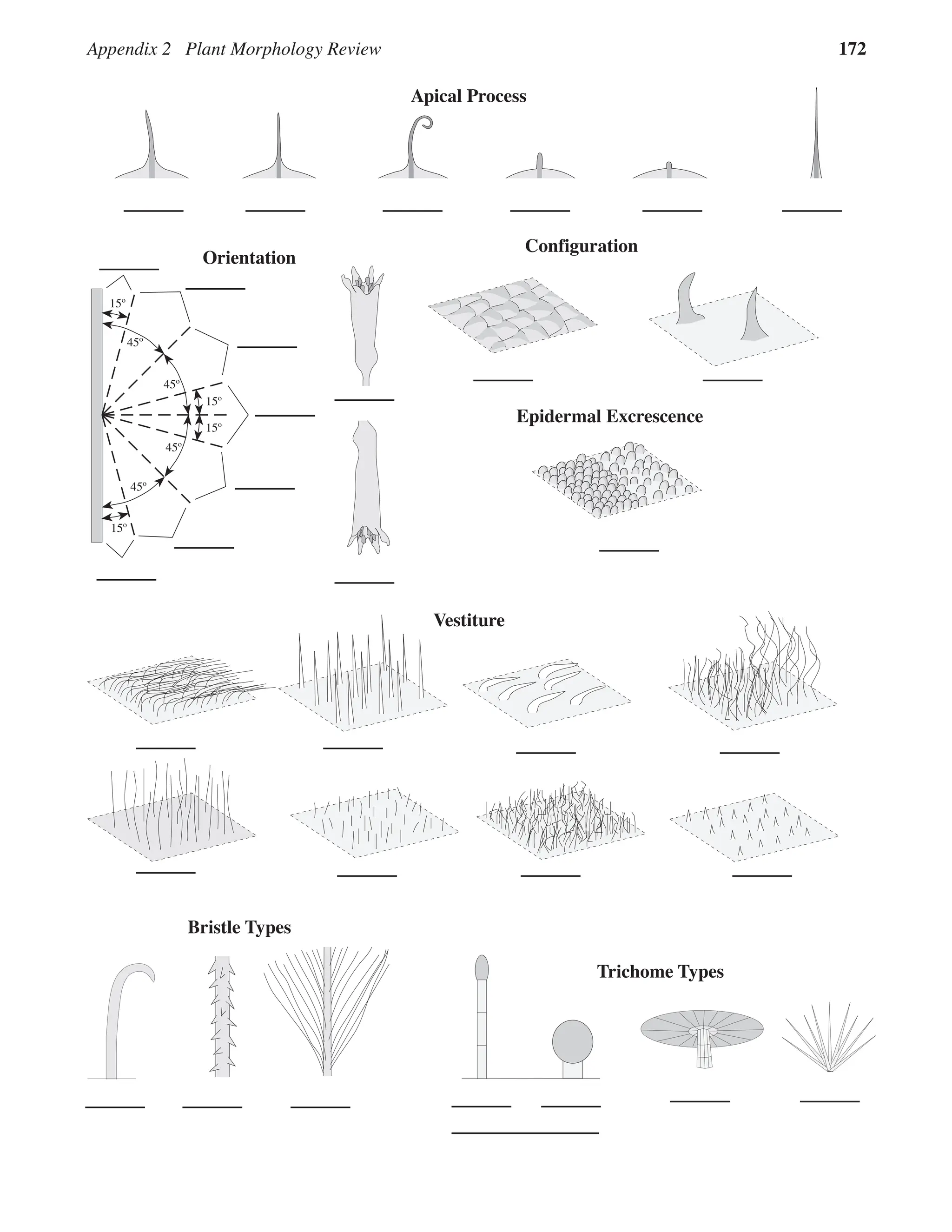 Appendix 2 Plant Morphology Review 172
Orientation
15º
45º
15º
15º
15º
45º
45º
45º
30º
30º
30º
30º
Configuration
Epidermal Excrescence
Vestiture
Trichome Types
Bristle Types
Apical Process
 