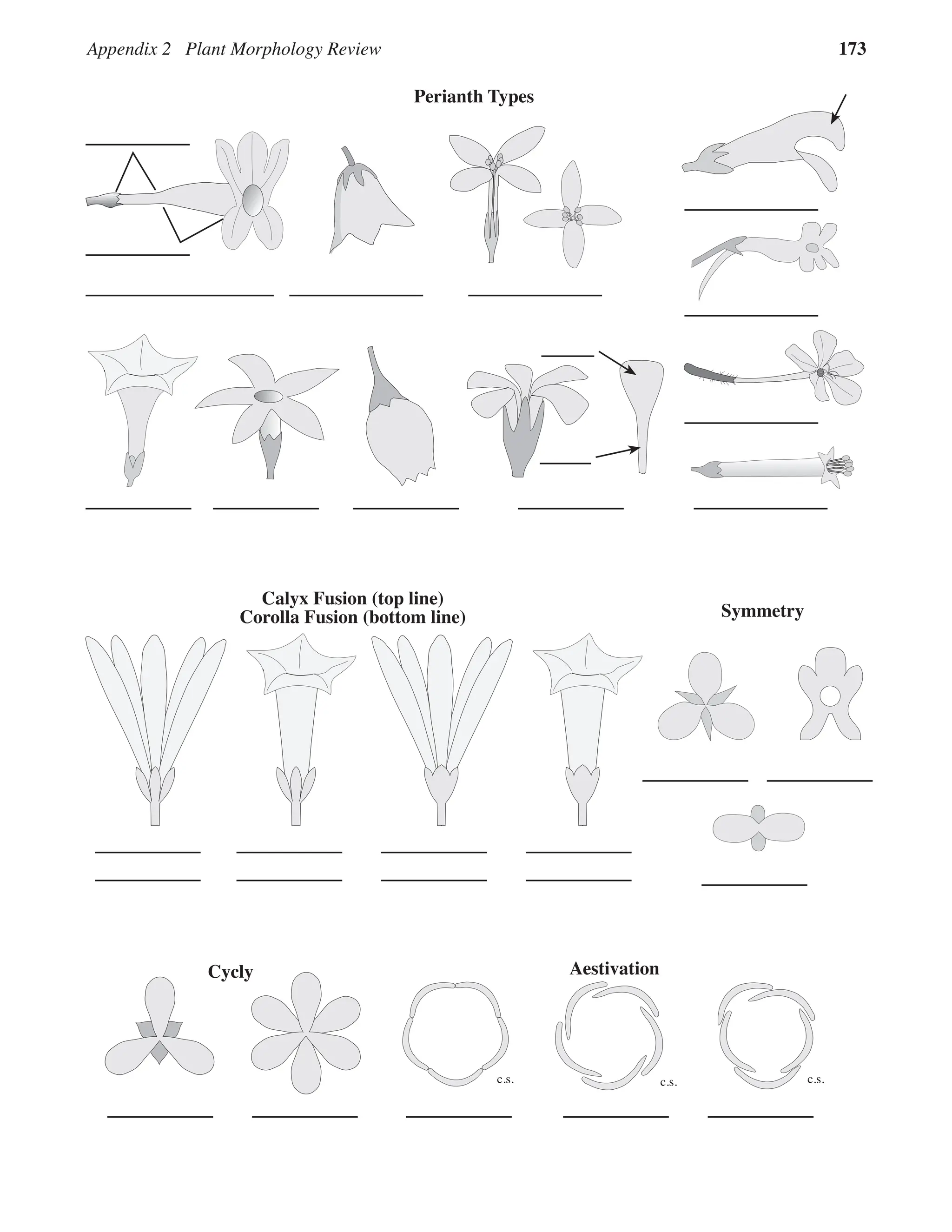 Appendix 2 Plant Morphology Review 173
Perianth Types
Calyx Fusion (top line)
Corolla Fusion (bottom line) Symmetry
Cycly Aestivation
c.s. c.s.
c.s.
 