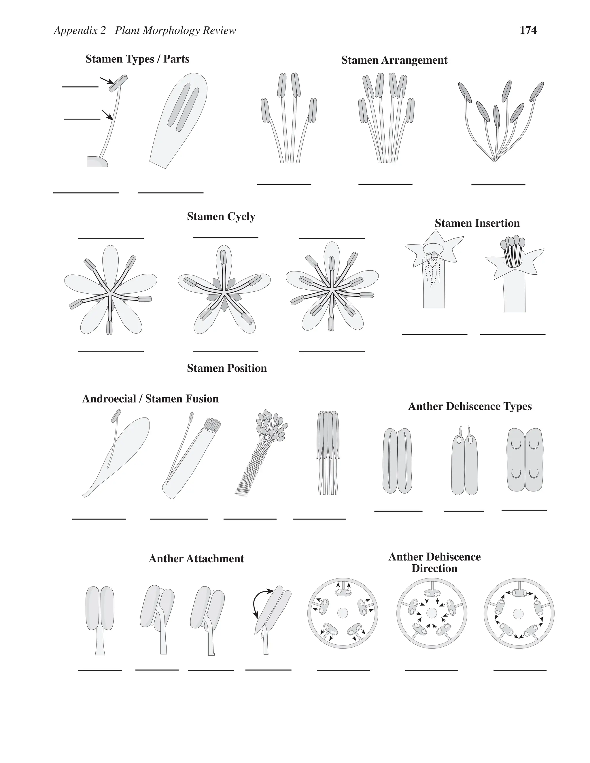Appendix 2 Plant Morphology Review 174
Stamen Insertion
Anther Dehiscence Types
Anther Attachment
Stamen Arrangement
Androecial / Stamen Fusion
Stamen Types / Parts
Stamen Cycly
Stamen Position
Anther Dehiscence
Direction
 