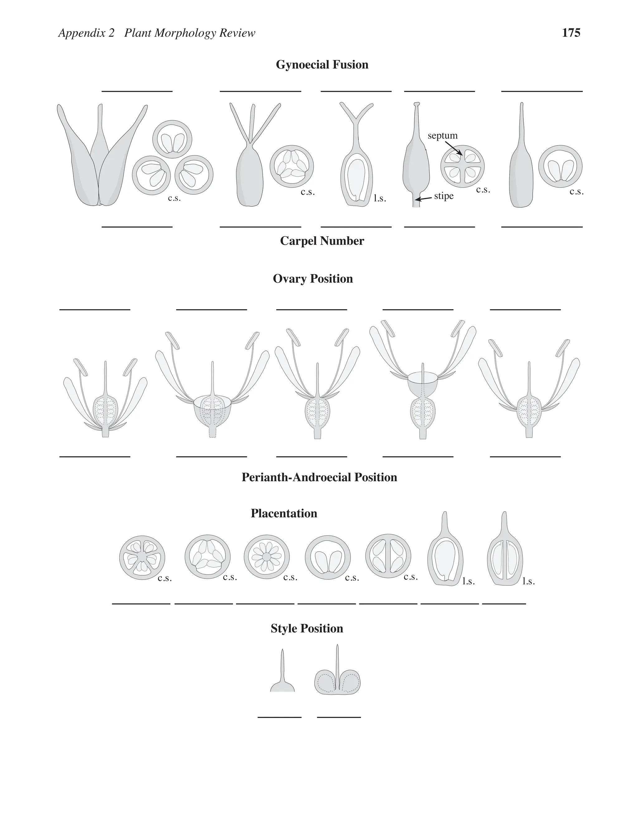 Appendix 2 Plant Morphology Review 175
Ovary Position
c.s. l.s.
c.s. l.s.
c.s. c.s.
c.s.
Placentation
Style Position
Perianth-Androecial Position
c.s.
c.s.
stipe
septum
c.s.
c.s.
l.s.
Carpel Number
Gynoecial Fusion
 