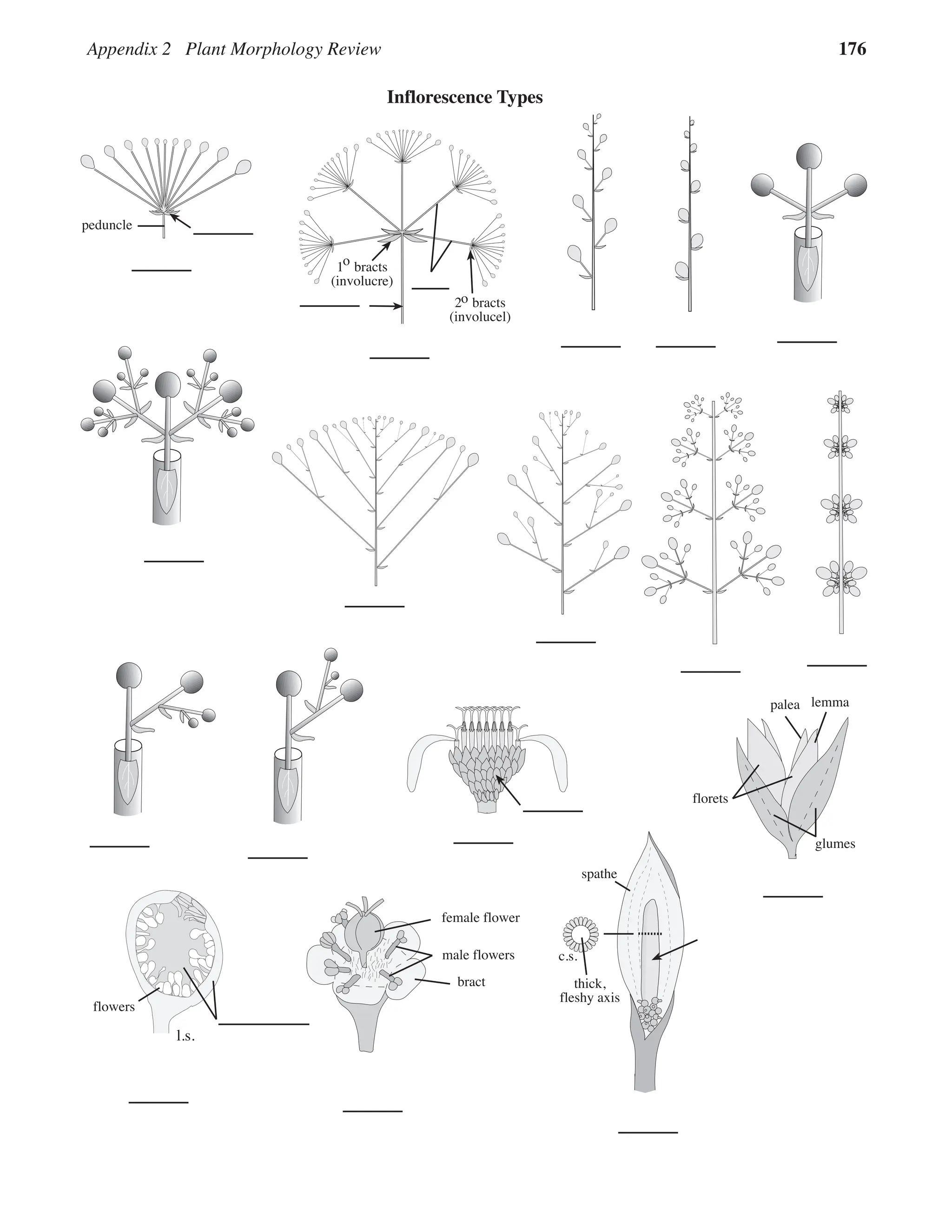 Appendix 2 Plant Morphology Review 176
2 bracts
(involucel)
o
1 bracts
(involucre)
o
peduncle
Inflorescence Types
flowers
l.s.
bract
female flower
male flowers
lemma
glumes
florets
palea
spathe
thick,
fleshy axis
c.s.
 
