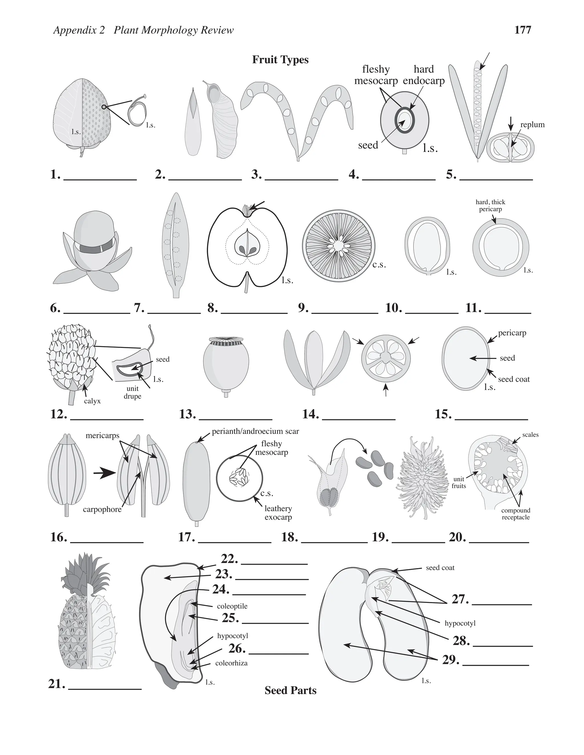 Appendix 2 Plant Morphology Review 177
l.s.
c.s.
l.s.
l.s.
l.s.
1. ___________ 2. ___________ 3. ___________ 4. ___________ 5. ___________
6. __________ 7. ________ 8. __________ 9. __________ 10. ________
hypocotyl
coleorhiza
coleoptile
l.s.
seed coat
hypocotyl
l.s.
replum
mericarps
carpophore
calyx
seed
unit
drupe
l.s.
perianth/androecium scar
fleshy
mesocarp
leathery
exocarp
c.s.
fleshy
mesocarp
hard
endocarp
seed l.s.
seed coat
seed
pericarp
l.s.
hard, thick
pericarp
l.s.
12. ___________ 13. ___________ 14. ___________ 15. ___________
16. ___________ 17. ___________ 18. __________ 19. ________
27. _________
21. ___________
28. _________
29. __________
11. _______
22. __________
23. ___________
24. ___________
25. __________
26. _________
Fruit Types
Seed Parts
20. _________
scales
compound
receptacle
unit
fruits
 