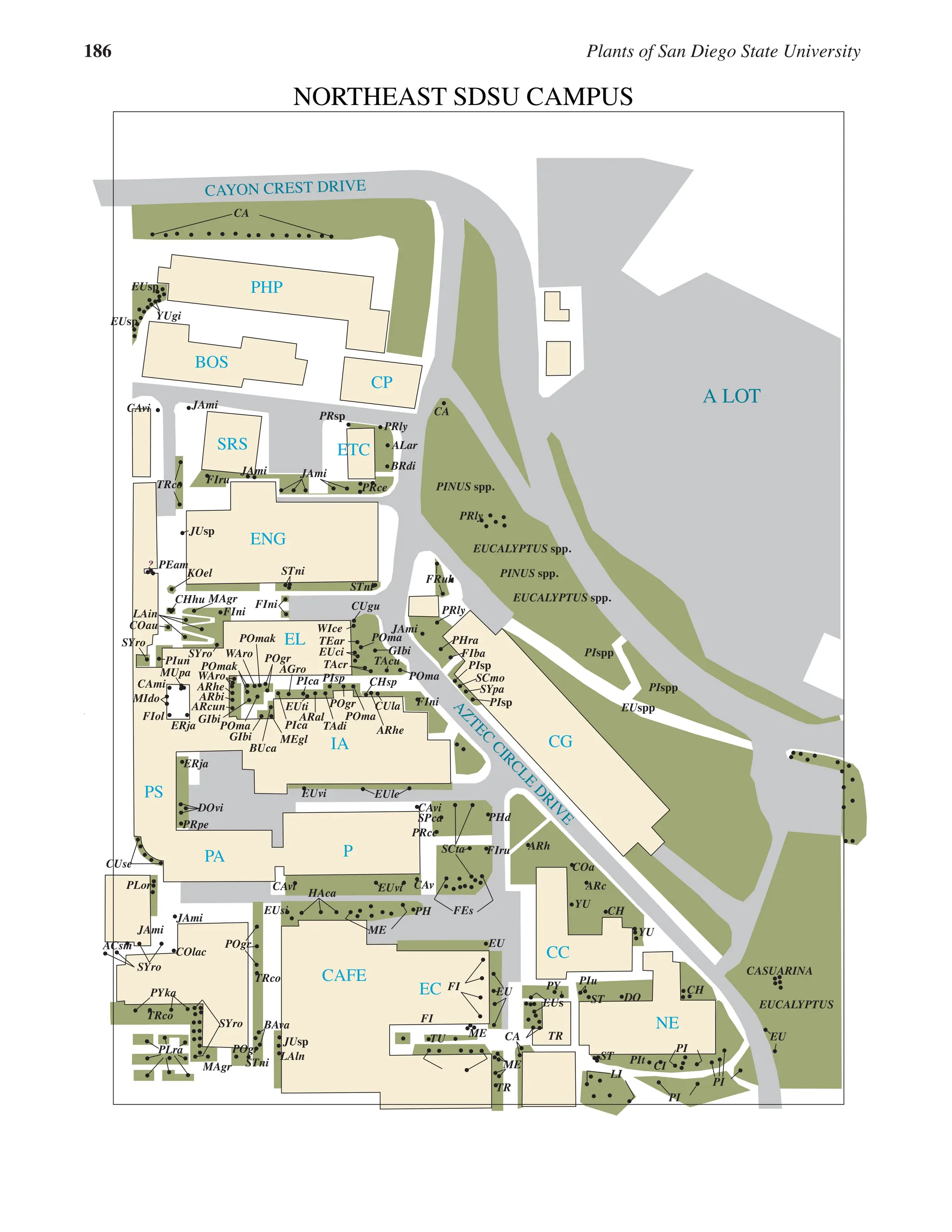 186 Plants of San Diego State University
A LOT
CAYON CREST DRIVE
A
Z
T
E
C
C
I
R
C
L
E
D
R
I
V
E
NORTHEAST SDSU CAMPUS
EL
ENG
IA
PS
P
PA
CG
SRS ETC
CC
CAFE
EC
NE
PHP
BOS
CP
CHsp
POma
PRly
FIba
PIsp
SYpa
FIni
STni
KOel
JUsp
SYro
PIun
LAin
FIni
JAmi
CA
YUgi
JAmi
PRly
CA
ALar
CAvi
TRco FIru
JAmi JAmi
PRce
BRdi
FRuh
FIni
PEam
EU
EU
FI
FI
ME
YU
CH
YU
CH
PIu
PY
DO
ST
TR
ST PIt
CI
PI
PI
EU
PI
LI
ME
TR
TU
PH
ME
CAmi ARhe
WAro
POmak
POmak
WAro
MUpa
FIol
MIdo ARbi
ARcun
POma
GIbi
BUca
POgr
POgr
POma
ARhe
CUla
PIsp
PIca
AGro
MEgl
PIca
ARal
EUti
TEar POma
EUci
TAcr TAcu
TAdi
STni
EUsp
EUsp
PRly
EUCALYPTUS spp.
PIspp
PIsp
PHra
SCmo
EUspp
PIspp
ERja
DOvi
PRpe
CAvi
EUvi
EUsi
CUse
PLor
JAmi
HAca
EUle
COlac
SYro
JAmi
ACsm
PYka
TRco
POgr
TRco
SYro
PLra
MAgr
POgr
BAva
STni
JUsp
LAln
CA
FEs
CAv
EUs
ARc
EUCALYPTUS
CASUARINA
COa
ARh
PHd
FIru
SCta
PRce
SPca
CAvi
EUvi
EUCALYPTUS spp.
PINUS spp.
PINUS spp.
CHhu
SYro
MAgr
GIbi
PRsp
ERja
CUgu
WIce
GIbi
COau
?
 