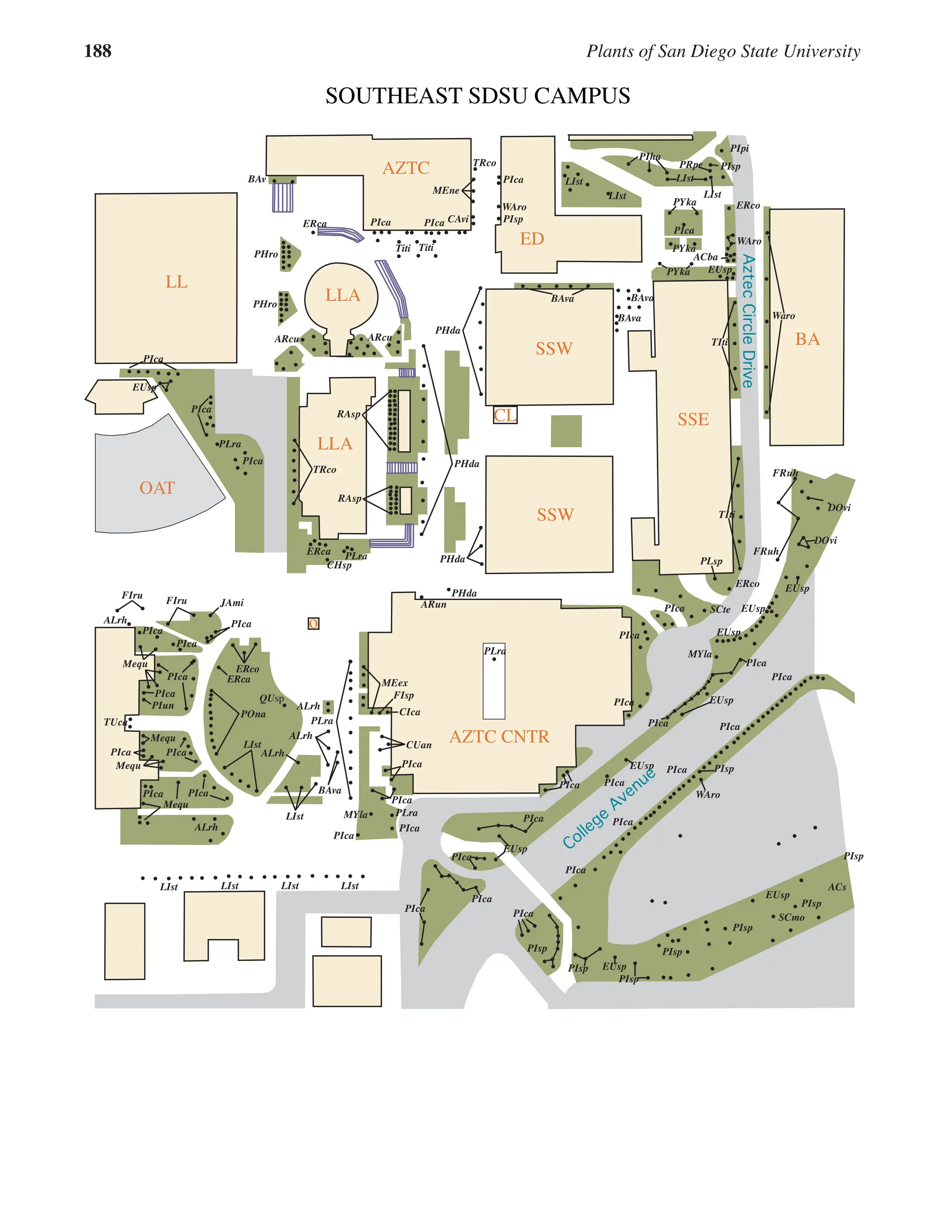 188 Plants of San Diego State University
AZTC
ED
CL
LL
BA
SSE
AZTC CNTR
OAT
SSW
SSW
LLA
LLA
o
LIst
LIst
LIst
ACba
PYka
PYka
PIca
PIha
PIpi
PRpe PIsp
ERco
WAro
TIti
TIti
DOvi
DOvi
FRuh
FRuh
PLsp
ERco
SCte
EUsp
EUsp
EUsp
EUsp
PIca
PIca
PIca
MYla
PIsp
WAro
PIsp
PIsp
EUsp
PIsp
SCmo
ACs
EUsp
PIsp
PIsp
PIsp
PIsp
PIca
PIca
PIca
PIca
PIca
PIca
PIca
EUsp
EUsp
PIca
PIca
PIca
PIca PIca
MEne
TRco
CAvi
Titi
PLra
PIca
PIca
MEex
FIsp
CIca
PIca
PIca
PIca
LIst
MYla PLra
PIca
PIca
PIca
LIst
LIst
PLra
PLra
PIca
BAv
EUsp
PIca
PIca
PIca
ALrh
PIca
Mequ
TUca
PIca
Mequ
LIst
Titi
PIca
WAro
PIsp
ERca
PHro
LIst
PYka
EUsp
BAva
BAva
BAva
ARcu
ARcu
PHro
RAsp
RAsp
PHda
PHda
ARun
PHda
PLra
CHsp
ERca
TRco
PIca
PIca
PIca
FIru
ALrh
Waro
JAmi
ERco
POna
ERca
LIst
LIst
ALrh
QUsp
ALrh
BAva
ALrh
PIca
Mequ
Mequ
PIca
PIca
PHda
PIun
FIru
CUan
College
Avenue
Aztec
Circle
Drive
SOUTHEAST SDSU CAMPUS
 