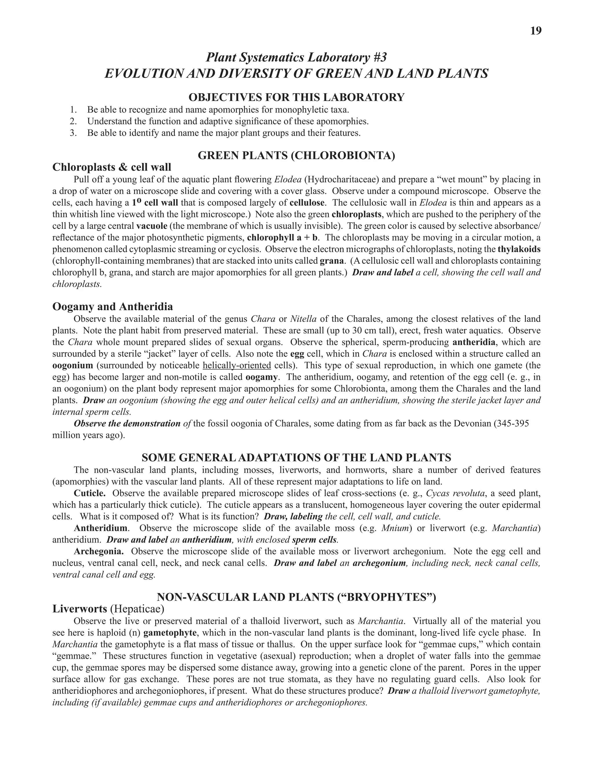 Laboratory 3 Evolution and Diversity of Green and Land Plants 19
Plant Systematics Laboratory #3
Evolution AND DIVERSITY of GREEN AND Land Plants
OBJECTIVES FOR THIS LABORATORY
1. Be able to recognize and name apomorphies for monophyletic taxa.  
2. Understand the function and adaptive significance of these apomorphies.  
3. Be able to identify and name the major plant groups and their features.  
Green Plants (Chlorobionta)
Chloroplasts & cell wall
Pull off a young leaf of the aquatic plant flowering Elodea (Hydrocharitaceae) and prepare a “wet mount” by placing in
a drop of water on a microscope slide and covering with a cover glass.  Observe under a compound microscope.  Observe the
cells, each having a 1o cell wall that is composed largely of cellulose.  The cellulosic wall in Elodea is thin and appears as a
thin whitish line viewed with the light microscope.)  Note also the green chloroplasts, which are pushed to the periphery of the
cell by a large central vacuole (the membrane of which is usually invisible).  The green color is caused by selective absorbance/
reflectance of the major photosynthetic pigments, chlorophyll a + b.  The chloroplasts may be moving in a circular motion, a
phenomenon called cytoplasmic streaming or cyclosis.  Observe the electron micrographs of chloroplasts, noting the thylakoids
(chlorophyll-containing membranes) that are stacked into units called grana.  (Acellulosic cell wall and chloroplasts containing
chlorophyll b, grana, and starch are major apomorphies for all green plants.)  Draw and label a cell, showing the cell wall and
chloroplasts.  
Oogamy and Antheridia
Observe the available material of the genus Chara or Nitella of the Charales, among the closest relatives of the land
plants.  Note the plant habit from preserved material.  These are small (up to 30 cm tall), erect, fresh water aquatics.  Observe
the Chara whole mount prepared slides of sexual organs.  Observe the spherical, sperm-producing antheridia, which are
surrounded by a sterile “jacket” layer of cells.  Also note the egg cell, which in Chara is enclosed within a structure called an
oogonium (surrounded by noticeable helically-oriented cells).  This type of sexual reproduction, in which one gamete (the
egg) has become larger and non-motile is called oogamy.  The antheridium, oogamy, and retention of the egg cell (e. g., in
an oogonium) on the plant body represent major apomorphies for some Chlorobionta, among them the Charales and the land
plants.  Draw an oogonium (showing the egg and outer helical cells) and an antheridium, showing the sterile jacket layer and
internal sperm cells.  
Observe the demonstration of the fossil oogonia of Charales, some dating from as far back as the Devonian (345-395
million years ago).  
Some GeneralAdaptations of the Land Plants
The non-vascular land plants, including mosses, liverworts, and hornworts, share a number of derived features
(apomorphies) with the vascular land plants.  All of these represent major adaptations to life on land.  
Cuticle. Observe the available prepared microscope slides of leaf cross-sections (e. g., Cycas revoluta, a seed plant,
which has a particularly thick cuticle).  The cuticle appears as a translucent, homogeneous layer covering the outer epidermal
cells.   What is it composed of?  What is its function?  Draw, labeling the cell, cell wall, and cuticle.
Antheridium.   Observe the microscope slide of the available moss (e.g. Mnium) or liverwort (e.g. Marchantia)
antheridium.  Draw and label an antheridium, with enclosed sperm cells.
Archegonia. Observe the microscope slide of the available moss or liverwort archegonium.  Note the egg cell and
nucleus, ventral canal cell, neck, and neck canal cells.  Draw and label an archegonium, including neck, neck canal cells,
ventral canal cell and egg.
Non-Vascular Land Plants (“Bryophytes”)
Liverworts (Hepaticae)
Observe the live or preserved material of a thalloid liverwort, such as Marchantia.  Virtually all of the material you
see here is haploid (n) gametophyte, which in the non-vascular land plants is the dominant, long-lived life cycle phase.  In
Marchantia the gametophyte is a flat mass of tissue or thallus.  On the upper surface look for “gemmae cups,” which contain
“gemmae.”  These structures function in vegetative (asexual) reproduction; when a droplet of water falls into the gemmae
cup, the gemmae spores may be dispersed some distance away, growing into a genetic clone of the parent.  Pores in the upper
surface allow for gas exchange.  These pores are not true stomata, as they have no regulating guard cells.  Also look for
antheridiophores and archegoniophores, if present.  What do these structures produce?  Draw a thalloid liverwort gametophyte,
including (if available) gemmae cups and antheridiophores or archegoniophores.
 