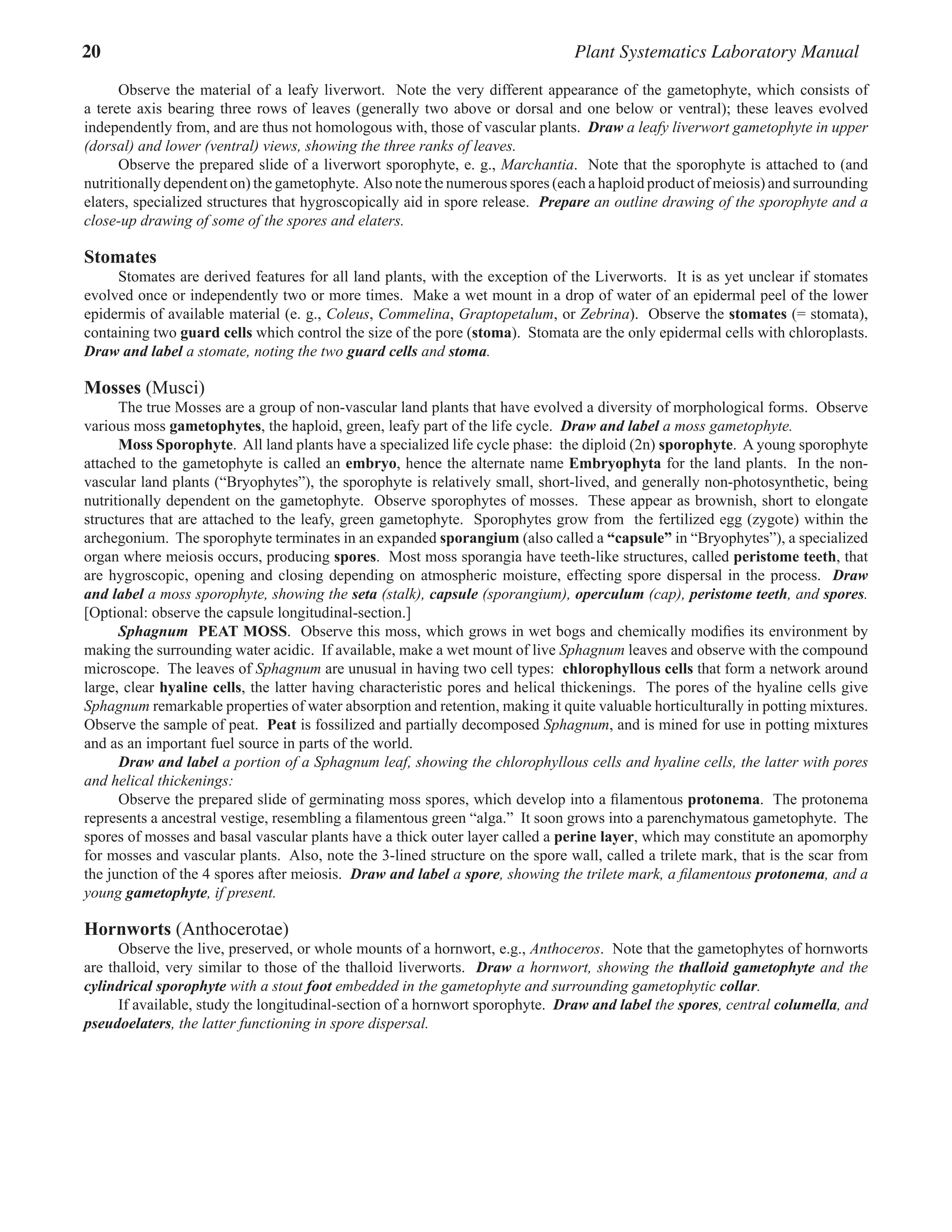 20 Plant Systematics Laboratory Manual
Observe the material of a leafy liverwort.  Note the very different appearance of the gametophyte, which consists of
a terete axis bearing three rows of leaves (generally two above or dorsal and one below or ventral); these leaves evolved
independently from, and are thus not homologous with, those of vascular plants.  Draw a leafy liverwort gametophyte in upper
(dorsal) and lower (ventral) views, showing the three ranks of leaves.
Observe the prepared slide of a liverwort sporophyte, e. g., Marchantia.  Note that the sporophyte is attached to (and
nutritionally dependent on) the gametophyte.  Also note the numerous spores (each a haploid product of meiosis) and surrounding
elaters, specialized structures that hygroscopically aid in spore release.  Prepare an outline drawing of the sporophyte and a
close-up drawing of some of the spores and elaters.  
Stomates
Stomates are derived features for all land plants, with the exception of the Liverworts.  It is as yet unclear if stomates
evolved once or independently two or more times.  Make a wet mount in a drop of water of an epidermal peel of the lower
epidermis of available material (e. g., Coleus, Commelina, Graptopetalum, or Zebrina).  Observe the stomates (= stomata),
containing two guard cells which control the size of the pore (stoma).  Stomata are the only epidermal cells with chloroplasts.  
Draw and label a stomate, noting the two guard cells and stoma.
Mosses (Musci)
The true Mosses are a group of non-vascular land plants that have evolved a diversity of morphological forms.  Observe
various moss gametophytes, the haploid, green, leafy part of the life cycle.  Draw and label a moss gametophyte.  
	Moss Sporophyte.  All land plants have a specialized life cycle phase:  the diploid (2n) sporophyte.  A young sporophyte
attached to the gametophyte is called an embryo, hence the alternate name Embryophyta for the land plants.  In the non-
vascular land plants (“Bryophytes”), the sporophyte is relatively small, short-lived, and generally non-photosynthetic, being
nutritionally dependent on the gametophyte.  Observe sporophytes of mosses.  These appear as brownish, short to elongate
structures that are attached to the leafy, green gametophyte.  Sporophytes grow from  the fertilized egg (zygote) within the
archegonium.  The sporophyte terminates in an expanded sporangium (also called a “capsule” in “Bryophytes”), a specialized
organ where meiosis occurs, producing spores.  Most moss sporangia have teeth-like structures, called peristome teeth, that
are hygroscopic, opening and closing depending on atmospheric moisture, effecting spore dispersal in the process.  Draw
and label a moss sporophyte, showing the seta (stalk), capsule (sporangium), operculum (cap), peristome teeth, and spores.
[Optional: observe the capsule longitudinal-section.]  
Sphagnum PEAT MOSS.  Observe this moss, which grows in wet bogs and chemically modifies its environment by
making the surrounding water acidic.  If available, make a wet mount of live Sphagnum leaves and observe with the compound
microscope.  The leaves of Sphagnum are unusual in having two cell types:  chlorophyllous cells that form a network around
large, clear hyaline cells, the latter having characteristic pores and helical thickenings.  The pores of the hyaline cells give
Sphagnum remarkable properties of water absorption and retention, making it quite valuable horticulturally in potting mixtures.  
Observe the sample of peat.  Peat is fossilized and partially decomposed Sphagnum, and is mined for use in potting mixtures
and as an important fuel source in parts of the world.  
Draw and label a portion of a Sphagnum leaf, showing the chlorophyllous cells and hyaline cells, the latter with pores
and helical thickenings:
Observe the prepared slide of germinating moss spores, which develop into a filamentous protonema.  The protonema
represents a ancestral vestige, resembling a filamentous green “alga.”  It soon grows into a parenchymatous gametophyte.  The
spores of mosses and basal vascular plants have a thick outer layer called a perine layer, which may constitute an apomorphy
for mosses and vascular plants.  Also, note the 3-lined structure on the spore wall, called a trilete mark, that is the scar from
the junction of the 4 spores after meiosis.  Draw and label a spore, showing the trilete mark, a filamentous protonema, and a
young gametophyte, if present.
Hornworts (Anthocerotae)
Observe the live, preserved, or whole mounts of a hornwort, e.g., Anthoceros.  Note that the gametophytes of hornworts
are thalloid, very similar to those of the thalloid liverworts.  Draw a hornwort, showing the thalloid gametophyte and the
cylindrical sporophyte with a stout foot embedded in the gametophyte and surrounding gametophytic collar.
If available, study the longitudinal-section of a hornwort sporophyte. Draw and label the spores, central columella, and
pseudoelaters, the latter functioning in spore dispersal.
 