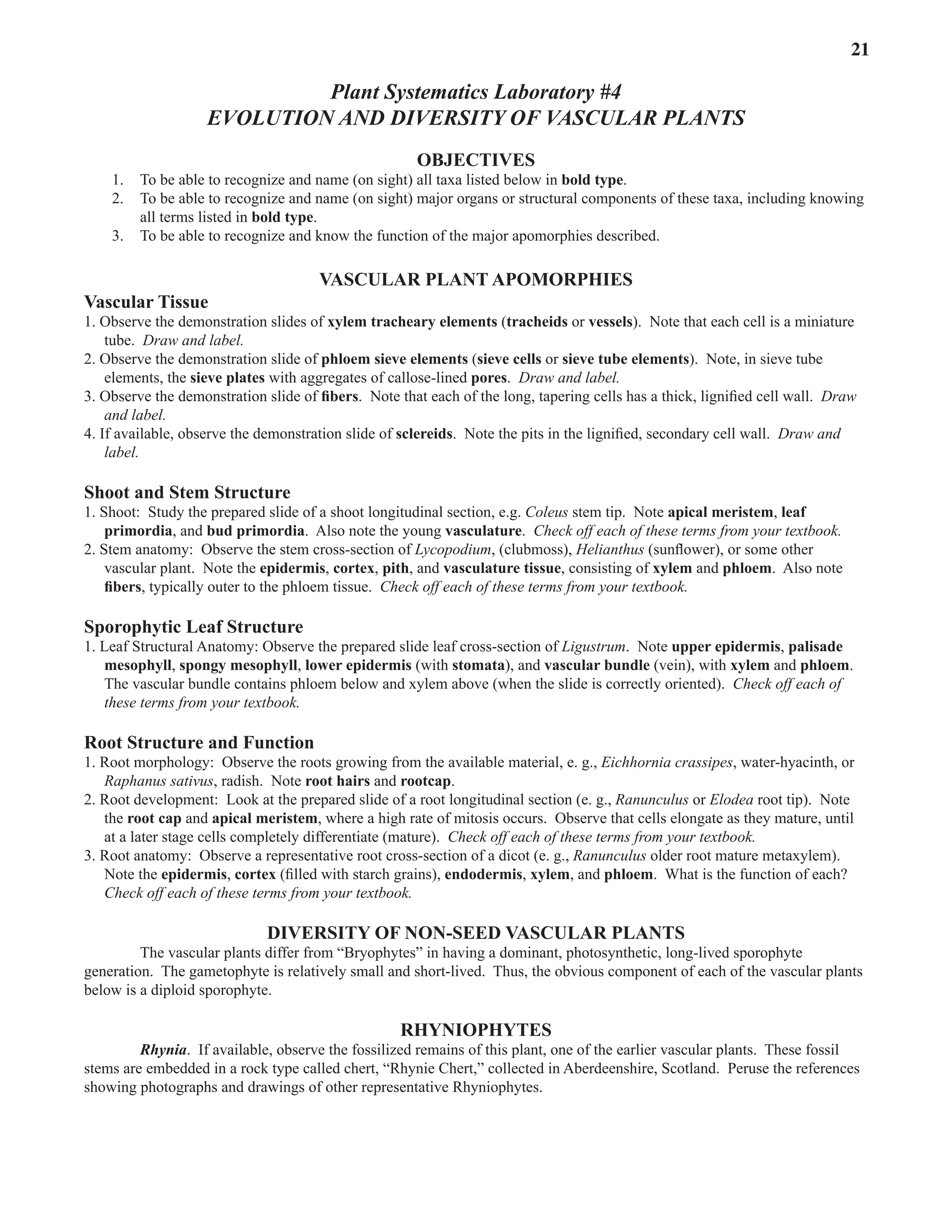 Laboratory 4 Evolution and Diversity of Vascular Plants 21
Plant Systematics Laboratory #4
Evolution AND DIVERSITY of VASCULAR Plants
OBJECTIVES
1. To be able to recognize and name (on sight) all taxa listed below in bold type.  
2. To be able to recognize and name (on sight) major organs or structural components of these taxa, including knowing
all terms listed in bold type.  
3. To be able to recognize and know the function of the major apomorphies described.  
Vascular Plant Apomorphies
Vascular Tissue
1. Observe the demonstration slides of xylem tracheary elements (tracheids or vessels).  Note that each cell is a miniature
tube.  Draw and label.  
2. Observe the demonstration slide of phloem sieve elements (sieve cells or sieve tube elements).  Note, in sieve tube
elements, the sieve plates with aggregates of callose-lined pores.  Draw and label.  
3. Observe the demonstration slide of fibers.  Note that each of the long, tapering cells has a thick, lignified cell wall.  Draw
and label.  
4. If available, observe the demonstration slide of sclereids.  Note the pits in the lignified, secondary cell wall.  Draw and
label.  
Shoot and Stem Structure
1. Shoot:  Study the prepared slide of a shoot longitudinal section, e.g. Coleus stem tip.  Note apical meristem, leaf
primordia, and bud primordia.  Also note the young vasculature.  Check off each of these terms from your textbook.
2. Stem anatomy:  Observe the stem cross-section of Lycopodium, (clubmoss), Helianthus (sunflower), or some other
vascular plant.  Note the epidermis, cortex, pith, and vasculature tissue, consisting of xylem and phloem.  Also note
fibers, typically outer to the phloem tissue.  Check off each of these terms from your textbook.
Sporophytic Leaf Structure
1. Leaf Structural Anatomy: Observe the prepared slide leaf cross-section of Ligustrum.  Note upper epidermis, palisade
mesophyll, spongy mesophyll, lower epidermis (with stomata), and vascular bundle (vein), with xylem and phloem.  
The vascular bundle contains phloem below and xylem above (when the slide is correctly oriented).  Check off each of
these terms from your textbook.
Root Structure and Function
1. Root morphology: Observe the roots growing from the available material, e. g., Eichhornia crassipes, water-hyacinth, or
Raphanus sativus, radish.  Note root hairs and rootcap.  
2. Root development:  Look at the prepared slide of a root longitudinal section (e. g., Ranunculus or Elodea root tip).  Note
the root cap and apical meristem, where a high rate of mitosis occurs.  Observe that cells elongate as they mature, until
at a later stage cells completely differentiate (mature).  Check off each of these terms from your textbook.
3. Root anatomy: Observe a representative root cross-section of a dicot (e. g., Ranunculus older root mature metaxylem).  
Note the epidermis, cortex (filled with starch grains), endodermis, xylem, and phloem.  What is the function of each?  
Check off each of these terms from your textbook.
Diversity Of NON-SEED Vascular Plants
The vascular plants differ from “Bryophytes” in having a dominant, photosynthetic, long-lived sporophyte
generation.  The gametophyte is relatively small and short-lived.  Thus, the obvious component of each of the vascular plants
below is a diploid sporophyte.  
RHYNIOPHYTES
Rhynia.  If available, observe the fossilized remains of this plant, one of the earlier vascular plants.  These fossil
stems are embedded in a rock type called chert, “Rhynie Chert,” collected in Aberdeenshire, Scotland.  Peruse the references
showing photographs and drawings of other representative Rhyniophytes.  
 