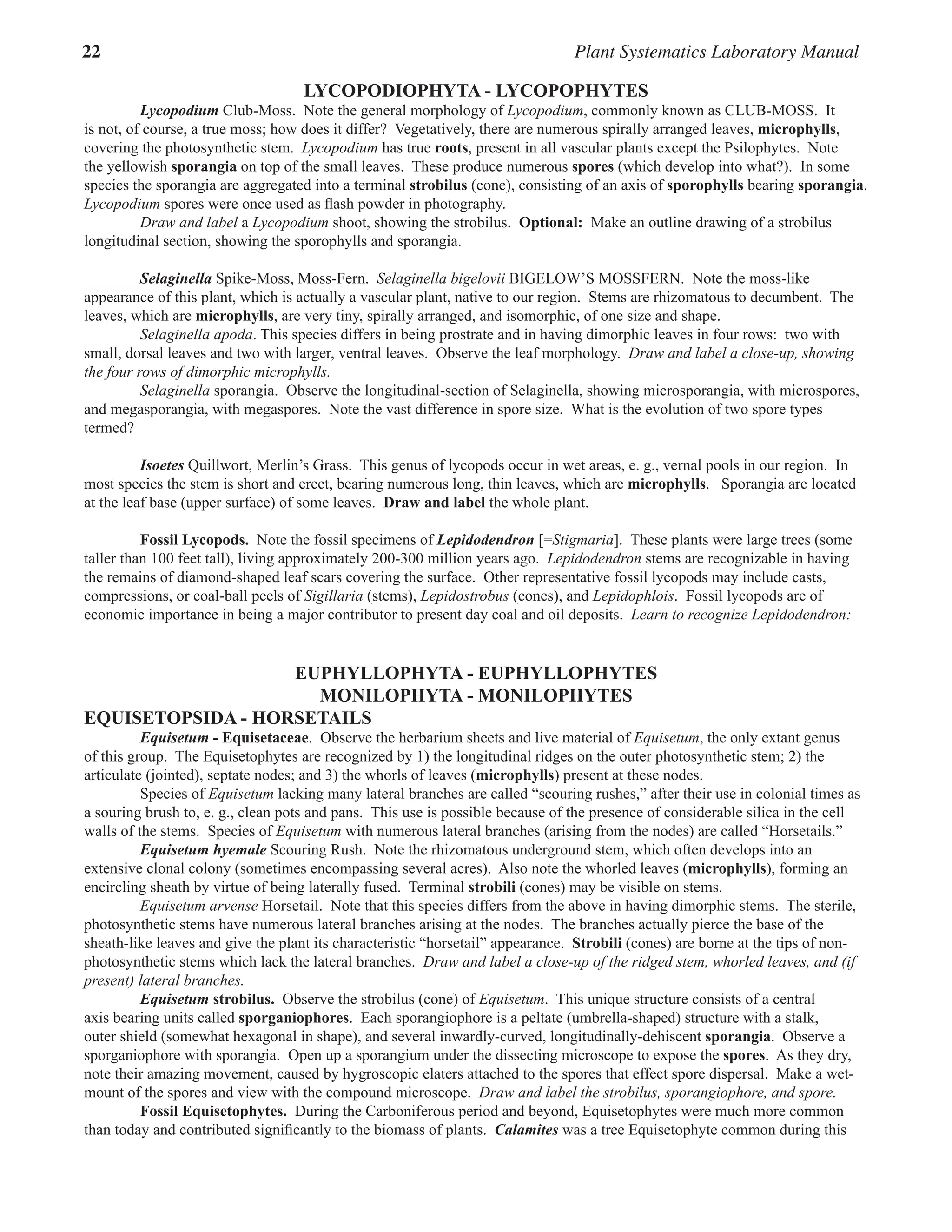 22 Plant Systematics Laboratory Manual
LYCOPODIOPHYTA - LYCOPOPHYTES
Lycopodium Club-Moss.  Note the general morphology of Lycopodium, commonly known as CLUB-MOSS.  It
is not, of course, a true moss; how does it differ?  Vegetatively, there are numerous spirally arranged leaves, microphylls,
covering the photosynthetic stem.  Lycopodium has true roots, present in all vascular plants except the Psilophytes.  Note
the yellowish sporangia on top of the small leaves.  These produce numerous spores (which develop into what?).  In some
species the sporangia are aggregated into a terminal strobilus (cone), consisting of an axis of sporophylls bearing sporangia.  
Lycopodium spores were once used as flash powder in photography.  
Draw and label a Lycopodium shoot, showing the strobilus.  Optional:  Make an outline drawing of a strobilus
longitudinal section, showing the sporophylls and sporangia.  
Selaginella Spike-Moss, Moss-Fern.  Selaginella bigelovii BIGELOW’S MOSSFERN.  Note the moss-like
appearance of this plant, which is actually a vascular plant, native to our region.  Stems are rhizomatous to decumbent.  The
leaves, which are microphylls, are very tiny, spirally arranged, and isomorphic, of one size and shape.  
Selaginella apoda. This species differs in being prostrate and in having dimorphic leaves in four rows:  two with
small, dorsal leaves and two with larger, ventral leaves.  Observe the leaf morphology.  Draw and label a close-up, showing
the four rows of dimorphic microphylls.  
Selaginella sporangia.  Observe the longitudinal-section of Selaginella, showing microsporangia, with microspores,
and megasporangia, with megaspores.  Note the vast difference in spore size.  What is the evolution of two spore types
termed?  
Isoetes Quillwort, Merlin’s Grass.  This genus of lycopods occur in wet areas, e. g., vernal pools in our region.  In
most species the stem is short and erect, bearing numerous long, thin leaves, which are microphylls.   Sporangia are located
at the leaf base (upper surface) of some leaves.  Draw and label the whole plant.
Fossil Lycopods.  Note the fossil specimens of Lepidodendron [=Stigmaria].  These plants were large trees (some
taller than 100 feet tall), living approximately 200-300 million years ago.  Lepidodendron stems are recognizable in having
the remains of diamond-shaped leaf scars covering the surface.  Other representative fossil lycopods may include casts,
compressions, or coal-ball peels of Sigillaria (stems), Lepidostrobus (cones), and Lepidophlois.  Fossil lycopods are of
economic importance in being a major contributor to present day coal and oil deposits.  Learn to recognize Lepidodendron:  
EUPHYLLOPHYTA - EUPHYLLOPHYTES
MONILOPHYTA - MONILOPHYTES
EQUISETOPSIDA - HORSETAILS
Equisetum - Equisetaceae.  Observe the herbarium sheets and live material of Equisetum, the only extant genus
of this group.  The Equisetophytes are recognized by 1) the longitudinal ridges on the outer photosynthetic stem; 2) the
articulate (jointed), septate nodes; and 3) the whorls of leaves (microphylls) present at these nodes.  
Species of Equisetum lacking many lateral branches are called “scouring rushes,” after their use in colonial times as
a souring brush to, e. g., clean pots and pans.  This use is possible because of the presence of considerable silica in the cell
walls of the stems.  Species of Equisetum with numerous lateral branches (arising from the nodes) are called “Horsetails.”  
Equisetum hyemale Scouring Rush.  Note the rhizomatous underground stem, which often develops into an
extensive clonal colony (sometimes encompassing several acres).  Also note the whorled leaves (microphylls), forming an
encircling sheath by virtue of being laterally fused.  Terminal strobili (cones) may be visible on stems.  
Equisetum arvense Horsetail.  Note that this species differs from the above in having dimorphic stems.  The sterile,
photosynthetic stems have numerous lateral branches arising at the nodes.  The branches actually pierce the base of the
sheath-like leaves and give the plant its characteristic “horsetail” appearance.  Strobili (cones) are borne at the tips of non-
photosynthetic stems which lack the lateral branches.  Draw and label a close-up of the ridged stem, whorled leaves, and (if
present) lateral branches.
Equisetum strobilus.  Observe the strobilus (cone) of Equisetum.  This unique structure consists of a central
axis bearing units called sporganiophores.  Each sporangiophore is a peltate (umbrella-shaped) structure with a stalk,
outer shield (somewhat hexagonal in shape), and several inwardly-curved, longitudinally-dehiscent sporangia.  Observe a
sporganiophore with sporangia.  Open up a sporangium under the dissecting microscope to expose the spores.  As they dry,
note their amazing movement, caused by hygroscopic elaters attached to the spores that effect spore dispersal.  Make a wet-
mount of the spores and view with the compound microscope.  Draw and label the strobilus, sporangiophore, and spore.  
Fossil Equisetophytes.  During the Carboniferous period and beyond, Equisetophytes were much more common
than today and contributed significantly to the biomass of plants.  Calamites was a tree Equisetophyte common during this
 