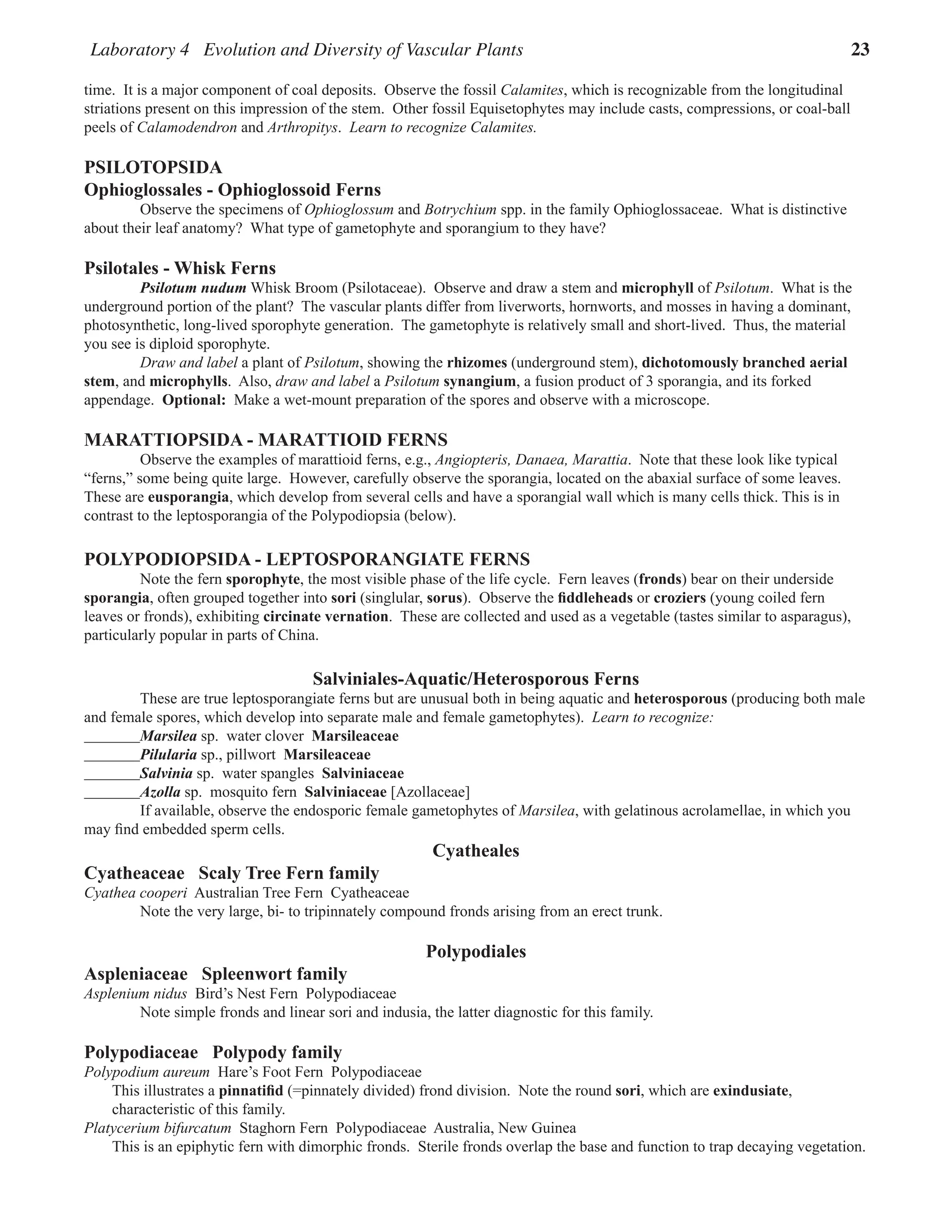 Laboratory 4 Evolution and Diversity of Vascular Plants 23
time.  It is a major component of coal deposits.  Observe the fossil Calamites, which is recognizable from the longitudinal
striations present on this impression of the stem.  Other fossil Equisetophytes may include casts, compressions, or coal-ball
peels of Calamodendron and Arthropitys.  Learn to recognize Calamites.  
PSILOTOPSIDA
Ophioglossales - Ophioglossoid Ferns
Observe the specimens of Ophioglossum and Botrychium spp. in the family Ophioglossaceae.  What is distinctive
about their leaf anatomy?  What type of gametophyte and sporangium to they have?  
Psilotales - Whisk Ferns
Psilotum nudum Whisk Broom (Psilotaceae).  Observe and draw a stem and microphyll of Psilotum.  What is the
underground portion of the plant?  The vascular plants differ from liverworts, hornworts, and mosses in having a dominant,
photosynthetic, long-lived sporophyte generation.  The gametophyte is relatively small and short-lived.  Thus, the material
you see is diploid sporophyte.  
Draw and label a plant of Psilotum, showing the rhizomes (underground stem), dichotomously branched aerial
stem, and microphylls.  Also, draw and label a Psilotum synangium, a fusion product of 3 sporangia, and its forked
appendage.  Optional:  Make a wet-mount preparation of the spores and observe with a microscope.  
MARATTIOPSIDA - MARATTIOID FERNS
Observe the examples of marattioid ferns, e.g., Angiopteris, Danaea, Marattia.  Note that these look like typical
“ferns,” some being quite large.  However, carefully observe the sporangia, located on the abaxial surface of some leaves.  
These are eusporangia, which develop from several cells and have a sporangial wall which is many cells thick. This is in
contrast to the leptosporangia of the Polypodiopsia (below).
POLYPODIOPSIDA - LEPTOSPORANGIATE FERNS
Note the fern sporophyte, the most visible phase of the life cycle.  Fern leaves (fronds) bear on their underside
sporangia, often grouped together into sori (singlular, sorus).  Observe the fiddleheads or croziers (young coiled fern
leaves or fronds), exhibiting circinate vernation.  These are collected and used as a vegetable (tastes similar to asparagus),
particularly popular in parts of China.  
Salviniales-Aquatic/Heterosporous Ferns
These are true leptosporangiate ferns but are unusual both in being aquatic and heterosporous (producing both male
and female spores, which develop into separate male and female gametophytes).  Learn to recognize:  
Marsilea sp.  water clover  Marsileaceae
Pilularia sp., pillwort  Marsileaceae
Salvinia sp.  water spangles  Salviniaceae
Azolla sp.  mosquito fern  Salviniaceae [Azollaceae]
If available, observe the endosporic female gametophytes of Marsilea, with gelatinous acrolamellae, in which you
may find embedded sperm cells.
Cyatheales
Cyatheaceae Scaly Tree Fern family
Cyathea cooperi  Australian Tree Fern  Cyatheaceae
Note the very large, bi- to tripinnately compound fronds arising from an erect trunk.  
Polypodiales
Aspleniaceae Spleenwort family
Asplenium nidus  Bird’s Nest Fern  Polypodiaceae
Note simple fronds and linear sori and indusia, the latter diagnostic for this family.  
Polypodiaceae Polypody family
Polypodium aureum  Hare’s Foot Fern  Polypodiaceae
This illustrates a pinnatifid (=pinnately divided) frond division.  Note the round sori, which are exindusiate,
characteristic of this family.  
Platycerium bifurcatum  Staghorn Fern  Polypodiaceae  Australia, New Guinea
This is an epiphytic fern with dimorphic fronds.  Sterile fronds overlap the base and function to trap decaying vegetation.  
 