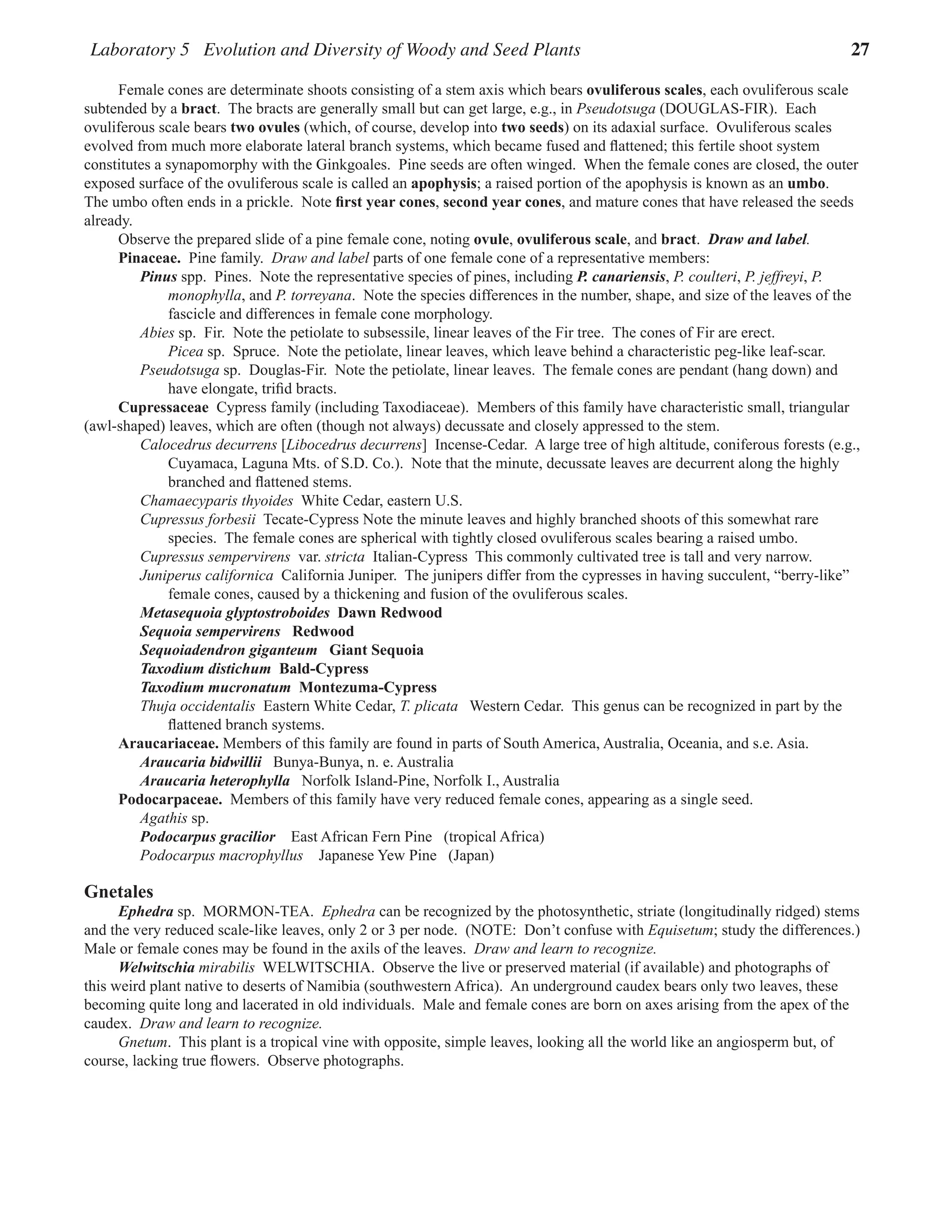 Laboratory 5 Evolution and Diversity of Woody and Seed Plants 27
Female cones are determinate shoots consisting of a stem axis which bears ovuliferous scales, each ovuliferous scale
subtended by a bract.  The bracts are generally small but can get large, e.g., in Pseudotsuga (DOUGLAS-FIR).  Each
ovuliferous scale bears two ovules (which, of course, develop into two seeds) on its adaxial surface.  Ovuliferous scales
evolved from much more elaborate lateral branch systems, which became fused and flattened; this fertile shoot system
constitutes a synapomorphy with the Ginkgoales.  Pine seeds are often winged.  When the female cones are closed, the outer
exposed surface of the ovuliferous scale is called an apophysis; a raised portion of the apophysis is known as an umbo.  
The umbo often ends in a prickle.  Note first year cones, second year cones, and mature cones that have released the seeds
already.  
Observe the prepared slide of a pine female cone, noting ovule, ovuliferous scale, and bract.  Draw and label.
Pinaceae. Pine family. Draw and label parts of one female cone of a representative members:  
Pinus spp.  Pines.  Note the representative species of pines, including P. canariensis, P. coulteri, P. jeffreyi, P.
monophylla, and P. torreyana.  Note the species differences in the number, shape, and size of the leaves of the
fascicle and differences in female cone morphology.  
Abies sp.  Fir.  Note the petiolate to subsessile, linear leaves of the Fir tree.  The cones of Fir are erect.  
Picea sp.  Spruce.  Note the petiolate, linear leaves, which leave behind a characteristic peg-like leaf-scar.  
Pseudotsuga sp.  Douglas-Fir.  Note the petiolate, linear leaves.  The female cones are pendant (hang down) and
have elongate, trifid bracts.  
Cupressaceae  Cypress family (including Taxodiaceae).  Members of this family have characteristic small, triangular
(awl-shaped) leaves, which are often (though not always) decussate and closely appressed to the stem.  
Calocedrus decurrens [Libocedrus decurrens]  Incense-Cedar.  A large tree of high altitude, coniferous forests (e.g.,
Cuyamaca, Laguna Mts. of S.D. Co.).  Note that the minute, decussate leaves are decurrent along the highly
branched and flattened stems.  
Chamaecyparis thyoides  White Cedar, eastern U.S.
Cupressus forbesii  Tecate-Cypress Note the minute leaves and highly branched shoots of this somewhat rare
species.  The female cones are spherical with tightly closed ovuliferous scales bearing a raised umbo.  
Cupressus sempervirens  var. stricta  Italian-Cypress  This commonly cultivated tree is tall and very narrow.  
Juniperus californica  California Juniper.  The junipers differ from the cypresses in having succulent, “berry-like”
female cones, caused by a thickening and fusion of the ovuliferous scales.  
Metasequoia glyptostroboides Dawn Redwood
Sequoia sempervirens Redwood
Sequoiadendron giganteum Giant Sequoia
Taxodium distichum Bald-Cypress
Taxodium mucronatum Montezuma-Cypress
Thuja occidentalis Eastern White Cedar, T. plicata   Western Cedar.  This genus can be recognized in part by the
flattened branch systems.  
	Araucariaceae. Members of this family are found in parts of South America, Australia, Oceania, and s.e. Asia.  
Araucaria bidwillii Bunya-Bunya, n. e. Australia
Araucaria heterophylla Norfolk Island-Pine, Norfolk I., Australia
Podocarpaceae.  Members of this family have very reduced female cones, appearing as a single seed.  
Agathis sp.  
Podocarpus gracilior East African Fern Pine   (tropical Africa)
Podocarpus macrophyllus Japanese Yew Pine   (Japan)
Gnetales
Ephedra sp.  MORMON-TEA.  Ephedra can be recognized by the photosynthetic, striate (longitudinally ridged) stems
and the very reduced scale-like leaves, only 2 or 3 per node.  (NOTE:  Don’t confuse with Equisetum; study the differences.)  
Male or female cones may be found in the axils of the leaves.  Draw and learn to recognize.  
Welwitschia mirabilis  WELWITSCHIA.  Observe the live or preserved material (if available) and photographs of
this weird plant native to deserts of Namibia (southwestern Africa).  An underground caudex bears only two leaves, these
becoming quite long and lacerated in old individuals.  Male and female cones are born on axes arising from the apex of the
caudex.  Draw and learn to recognize.  
Gnetum.  This plant is a tropical vine with opposite, simple leaves, looking all the world like an angiosperm but, of
course, lacking true flowers.  Observe photographs.  
 