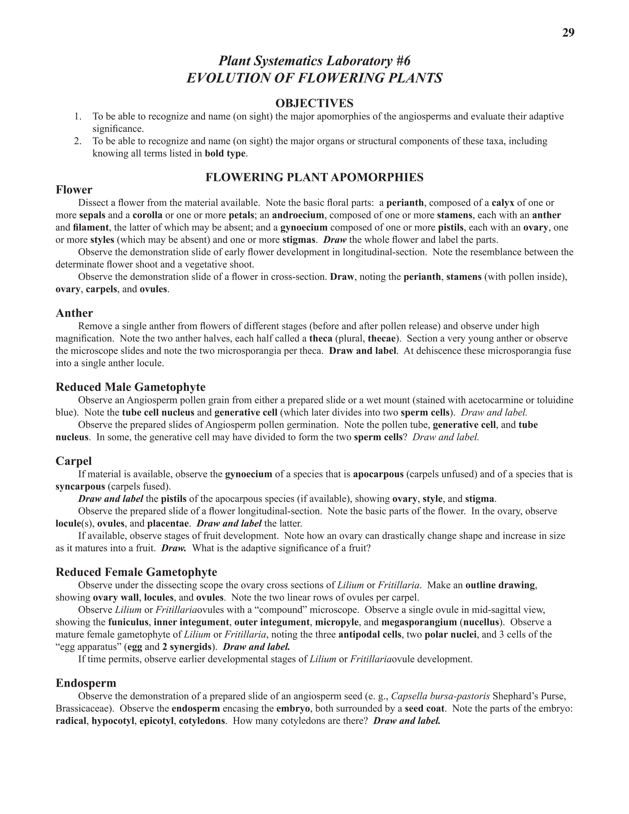 Laboratory 6 Evolution of Flowering Plants 29
Plant Systematics Laboratory #6
evolution of Flowering Plants
OBJECTIVES
1. To be able to recognize and name (on sight) the major apomorphies of the angiosperms and evaluate their adaptive
significance.  
2. To be able to recognize and name (on sight) the major organs or structural components of these taxa, including
knowing all terms listed in bold type.  
FLOWERING PLANT APOMORPHIES
Flower
Dissect a flower from the material available.  Note the basic floral parts:  a perianth, composed of a calyx of one or
more sepals and a corolla or one or more petals; an androecium, composed of one or more stamens, each with an anther
and filament, the latter of which may be absent; and a gynoecium composed of one or more pistils, each with an ovary, one
or more styles (which may be absent) and one or more stigmas.  Draw the whole flower and label the parts.  
Observe the demonstration slide of early flower development in longitudinal-section.  Note the resemblance between the
determinate flower shoot and a vegetative shoot.
Observe the demonstration slide of a flower in cross-section. Draw, noting the perianth, stamens (with pollen inside),
ovary, carpels, and ovules.
Anther
Remove a single anther from flowers of different stages (before and after pollen release) and observe under high
magnification.  Note the two anther halves, each half called a theca (plural, thecae).  Section a very young anther or observe
the microscope slides and note the two microsporangia per theca.  Draw and label.  At dehiscence these microsporangia fuse
into a single anther locule.  
Reduced Male Gametophyte
Observe an Angiosperm pollen grain from either a prepared slide or a wet mount (stained with acetocarmine or toluidine
blue).  Note the tube cell nucleus and generative cell (which later divides into two sperm cells).  Draw and label.  
Observe the prepared slides of Angiosperm pollen germination.  Note the pollen tube, generative cell, and tube
nucleus.  In some, the generative cell may have divided to form the two sperm cells?  Draw and label.  
Carpel
If material is available, observe the gynoecium of a species that is apocarpous (carpels unfused) and of a species that is
syncarpous (carpels fused).  
Draw and label the pistils of the apocarpous species (if available), showing ovary, style, and stigma.  
Observe the prepared slide of a flower longitudinal-section.  Note the basic parts of the flower.  In the ovary, observe
locule(s), ovules, and placentae.  Draw and label the latter.  
If available, observe stages of fruit development.  Note how an ovary can drastically change shape and increase in size
as it matures into a fruit.  Draw. What is the adaptive significance of a fruit?
Reduced Female Gametophyte
Observe under the dissecting scope the ovary cross sections of Lilium or Fritillaria.  Make an outline drawing,
showing ovary wall, locules, and ovules.  Note the two linear rows of ovules per carpel.  
Observe Lilium or Fritillariaovules with a “compound” microscope.  Observe a single ovule in mid-sagittal view,
showing the funiculus, inner integument, outer integument, micropyle, and megasporangium (nucellus).  Observe a
mature female gametophyte of Lilium or Fritillaria, noting the three antipodal cells, two polar nuclei, and 3 cells of the
“egg apparatus” (egg and 2 synergids).  Draw and label.  
If time permits, observe earlier developmental stages of Lilium or Fritillariaovule development.
Endosperm
Observe the demonstration of a prepared slide of an angiosperm seed (e. g., Capsella bursa-pastoris Shephard’s Purse,
Brassicaceae).  Observe the endosperm encasing the embryo, both surrounded by a seed coat.  Note the parts of the embryo:  
radical, hypocotyl, epicotyl, cotyledons.  How many cotyledons are there?  Draw and label.  
 